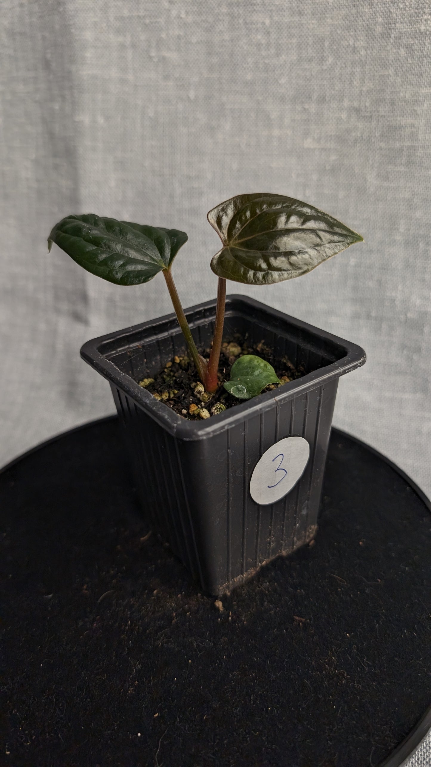 Anthurium Luxurians x Papillilaminum 'Fort Sherman'