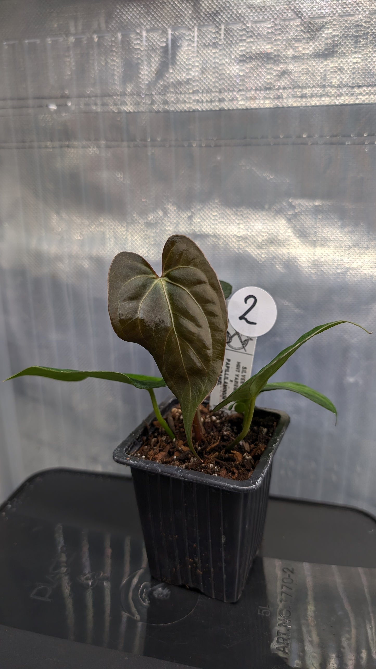 Anthurium Silver Blush Mint variegated x Papillilaminum 'Daniel'