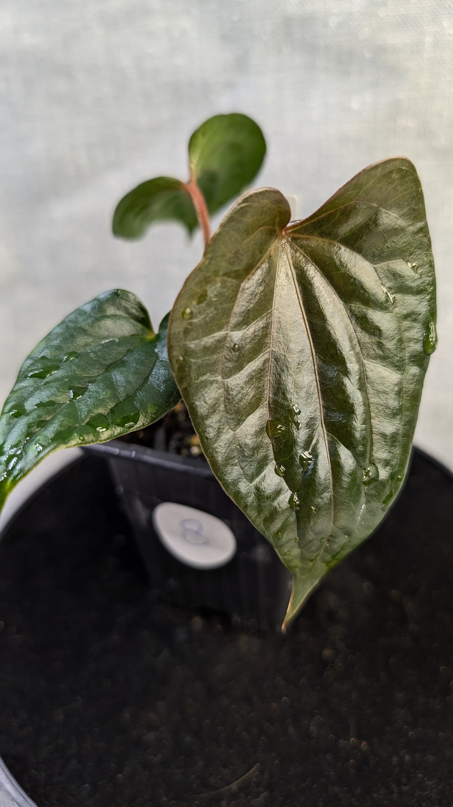 Anthurium Luxurians x Papillilaminum 'Fort Sherman'