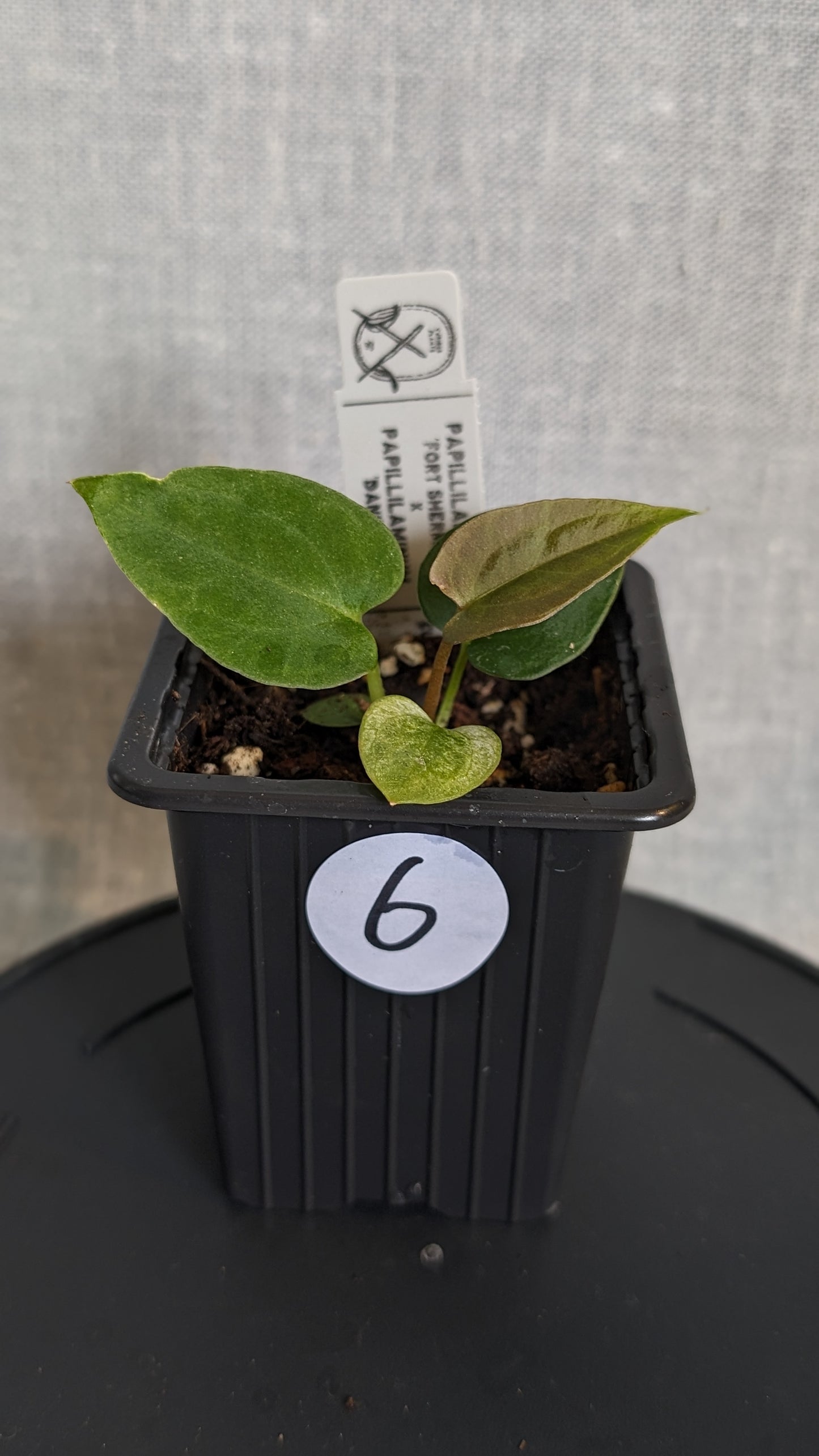 Anthurium Papillilaminum 'Fort Sherman' x Papillilaminum 'Daniel' - Big Seedling