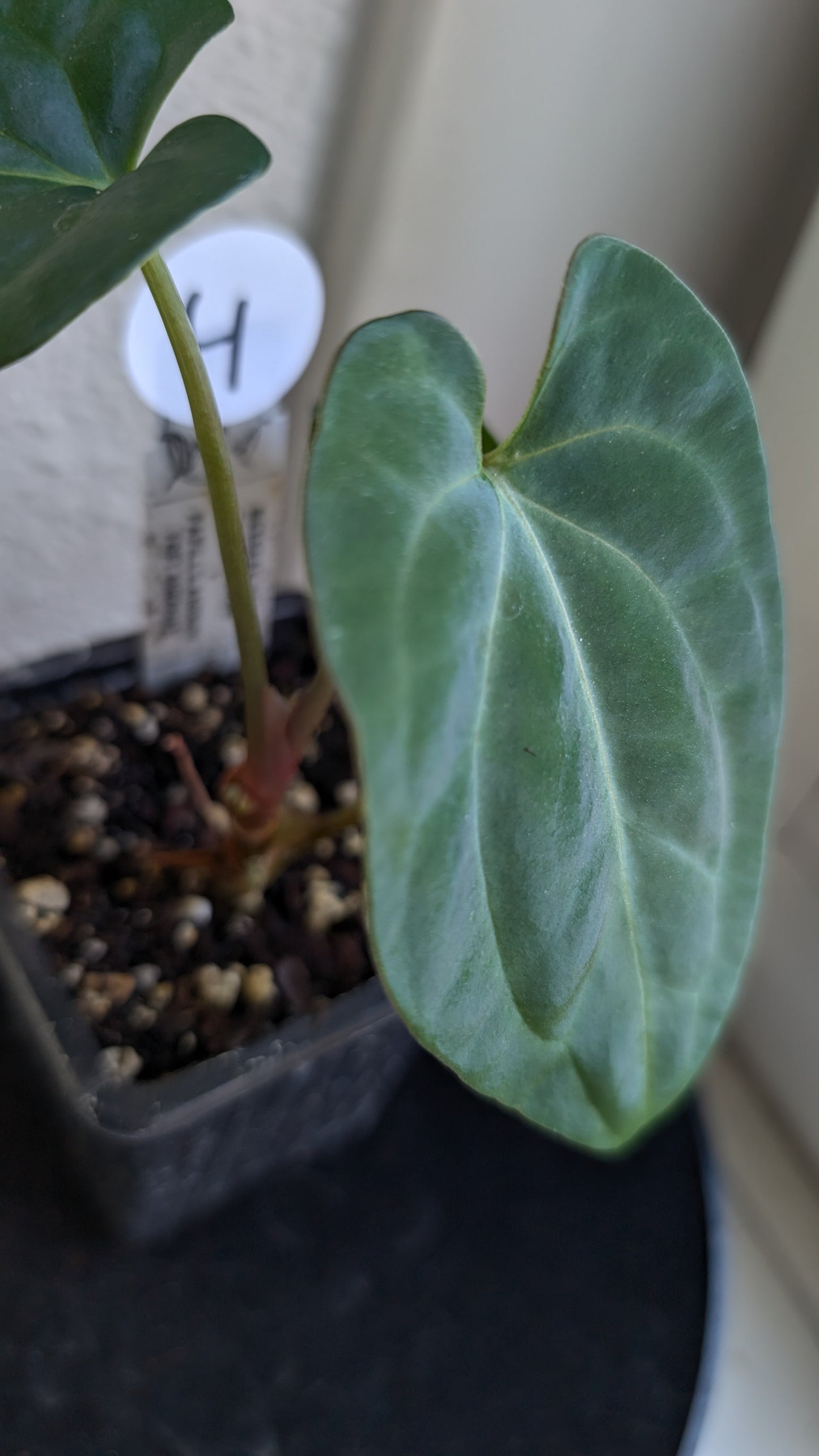 Anthurium Besseae aff 'Black Pillow' x Papillilaminum 'Fort Sherman' seedlings