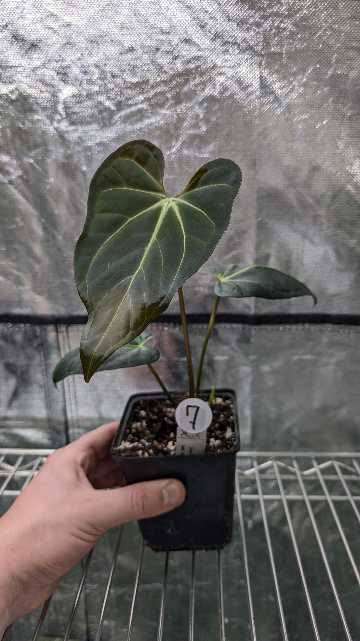 Anthurium Regale 'Dream Catcher' x Mr. Worldwide