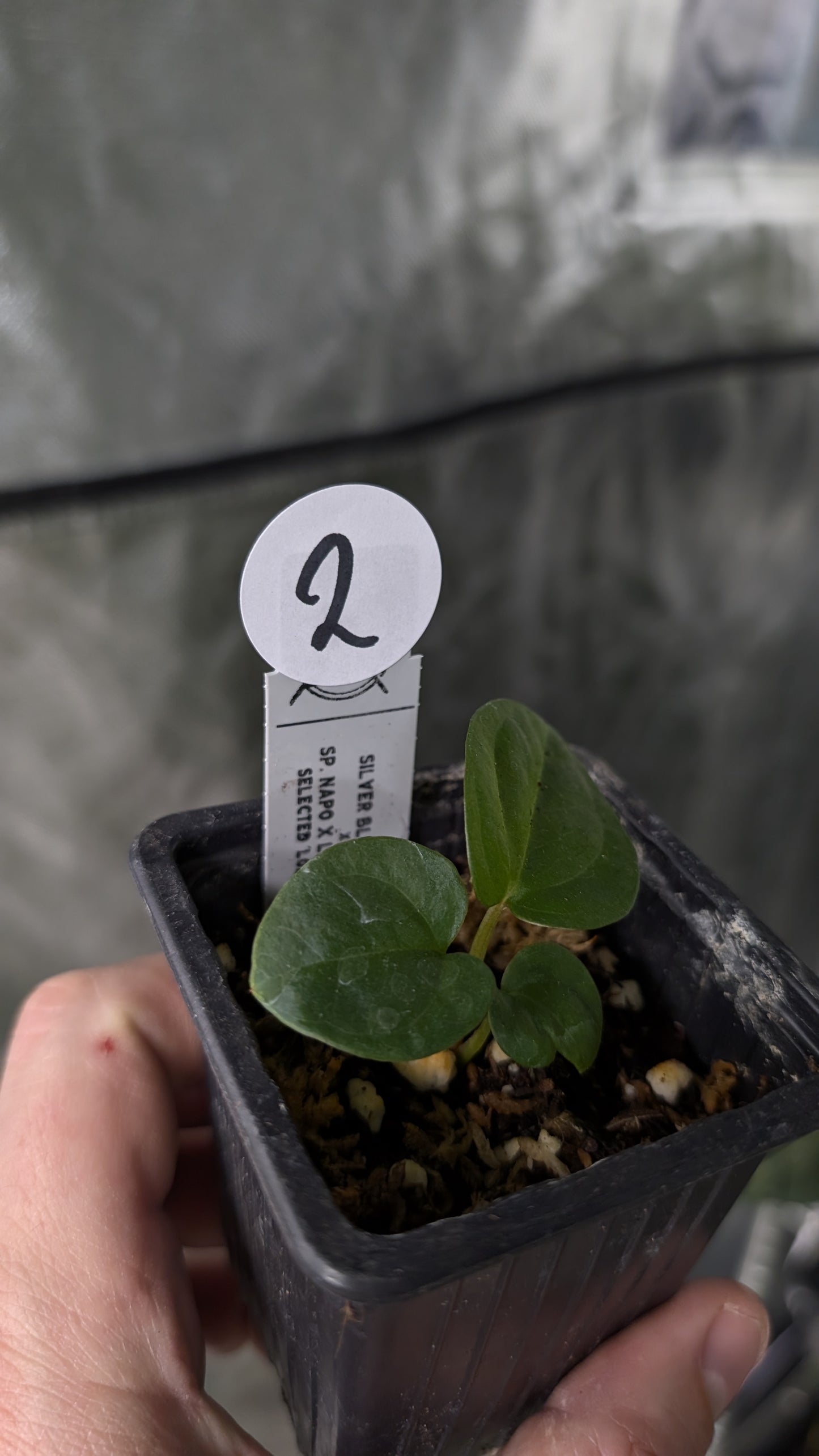 Anthurium Silver Blush Mint x Sp. Napo x Luxurians