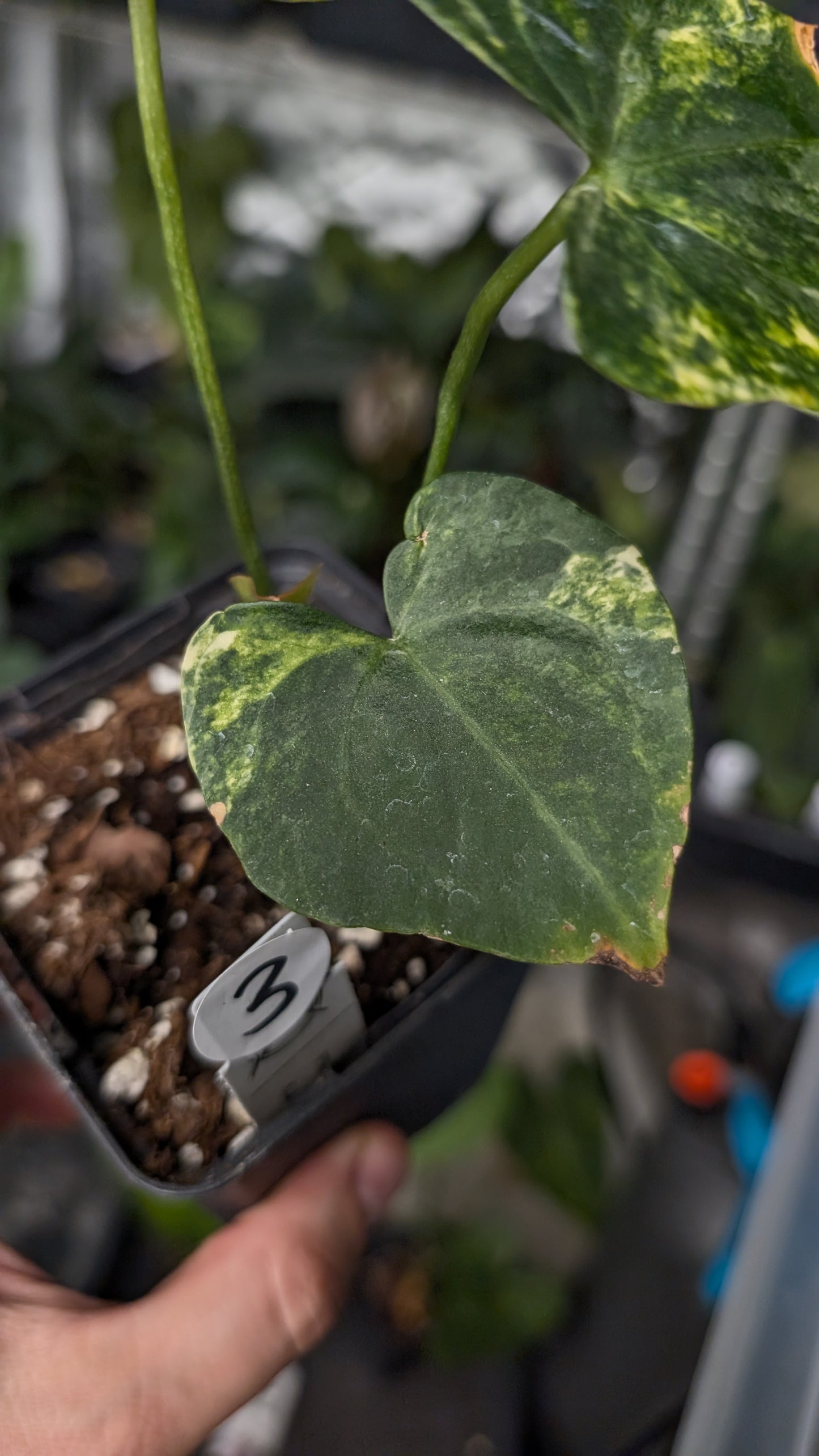 Variegated Anthurium Pterodactyl variegata x Clarinervium