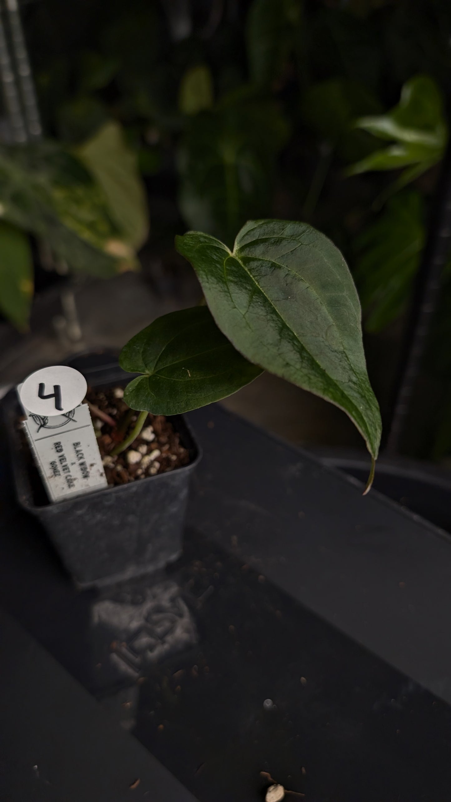 Anthurium Black Widow 43 x Red Velvet Cake 24 'Gomez' Clone