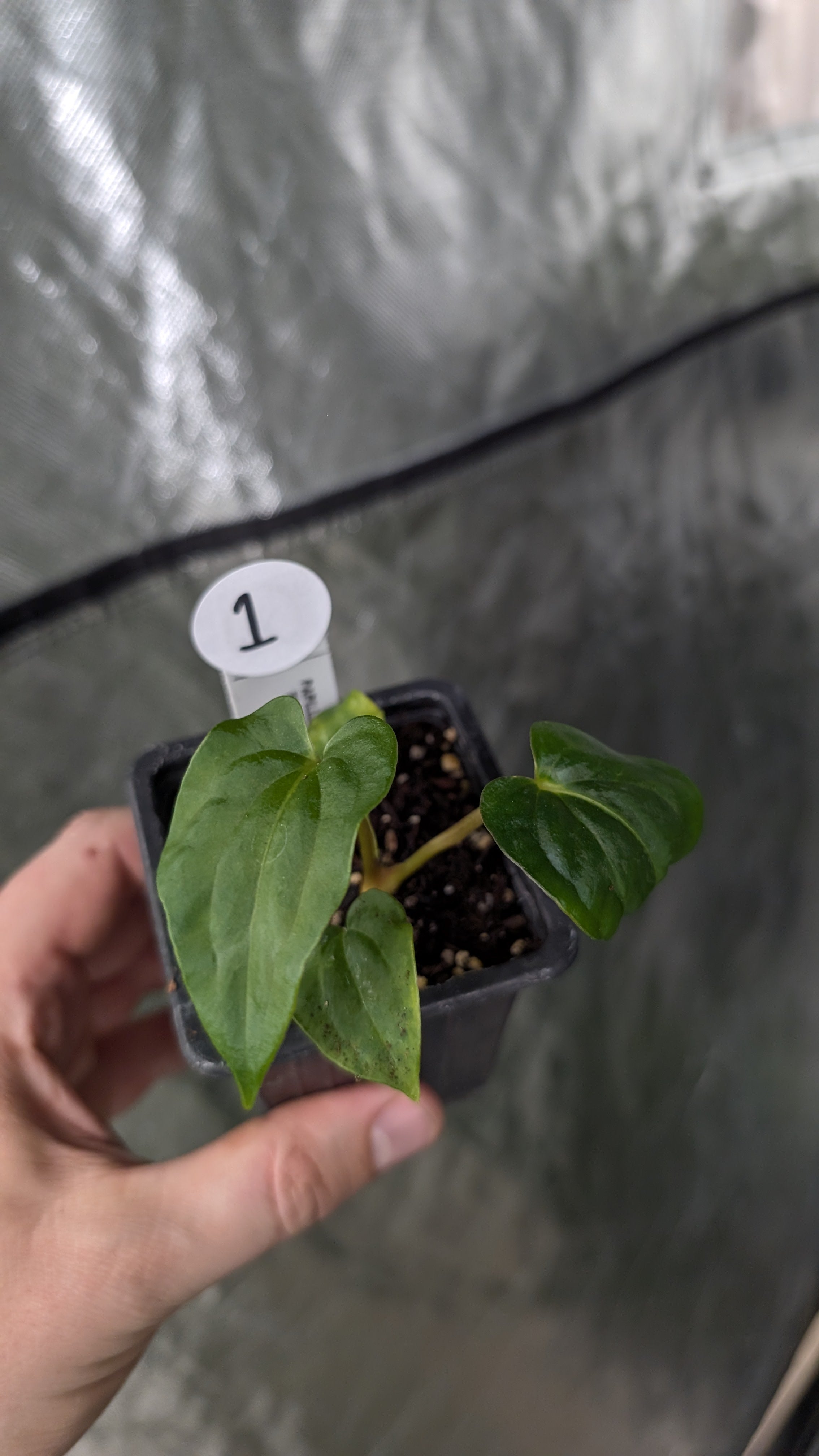 Anthurium Papillilaminum 'Fort Sherman' – Curious Plants