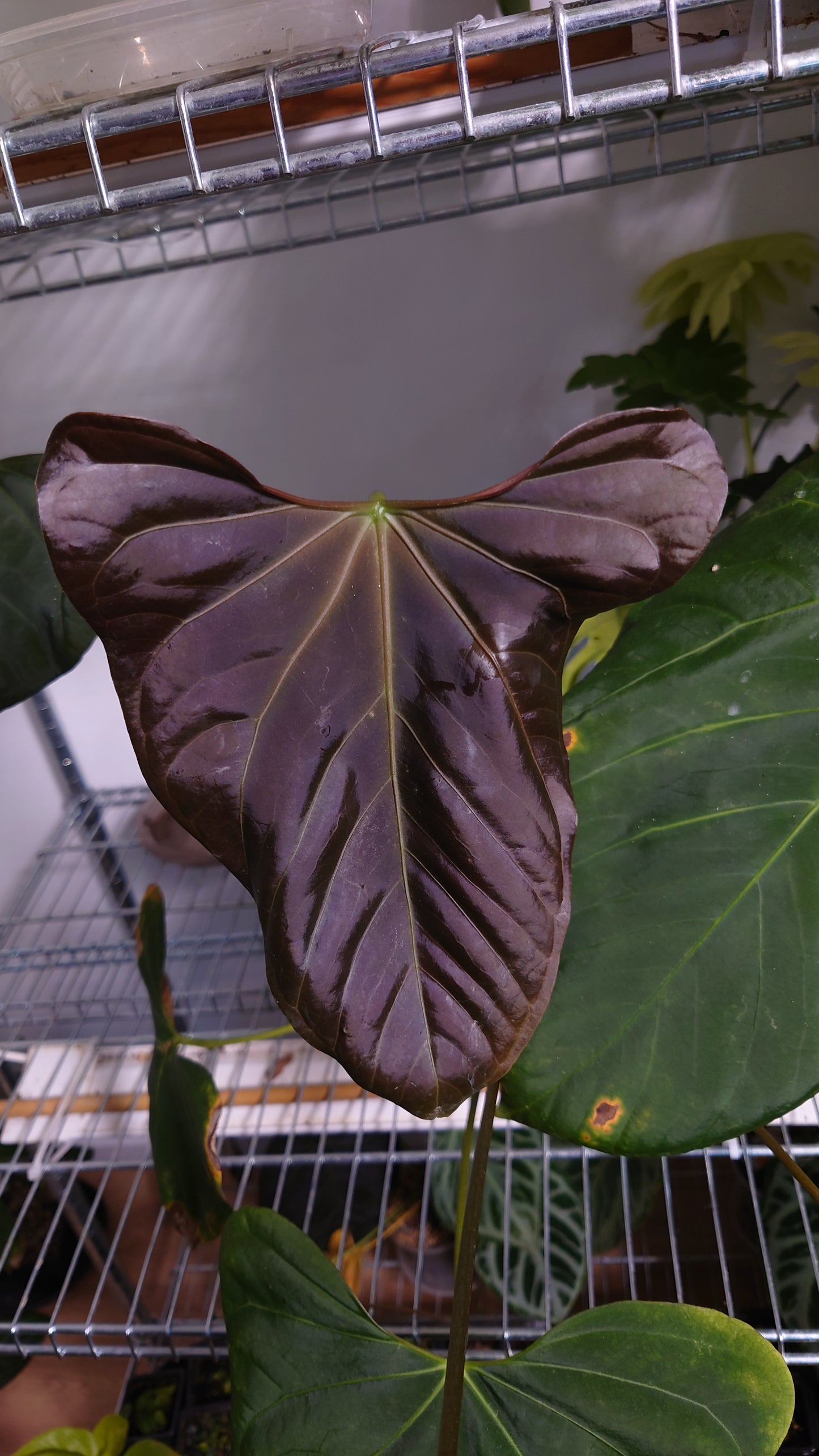 Anthurium Regale 'Dream Catcher' x Mr. Worldwide