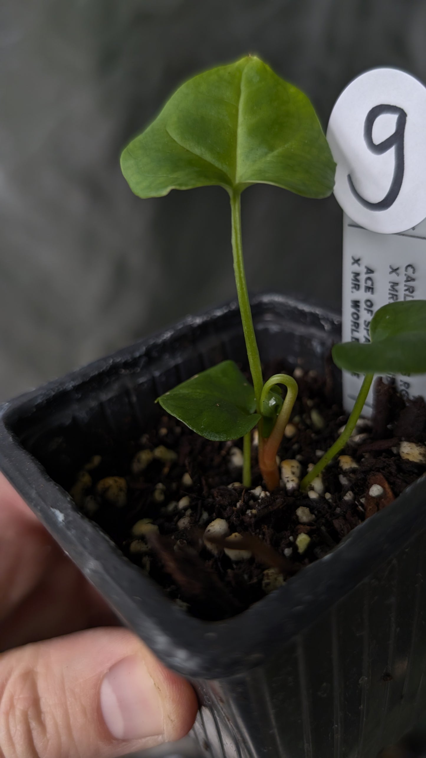 Anthurium [Carlablackiae x Dressleri Rio Guanche x Mr. Worldwide] x [Ace of Spagetii x Mr Worldwide]