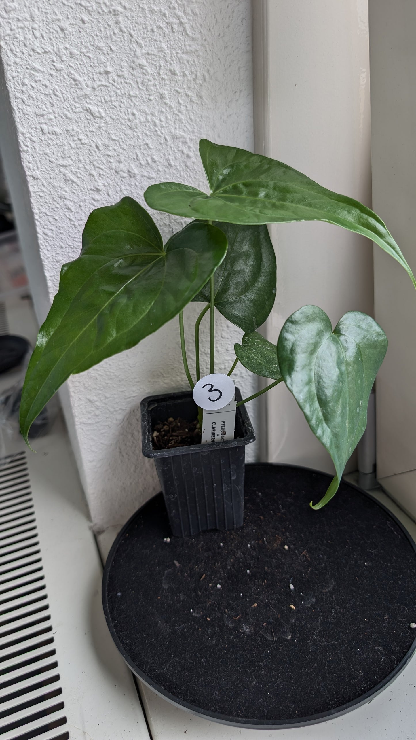 Anthurium Pterodactyl x self