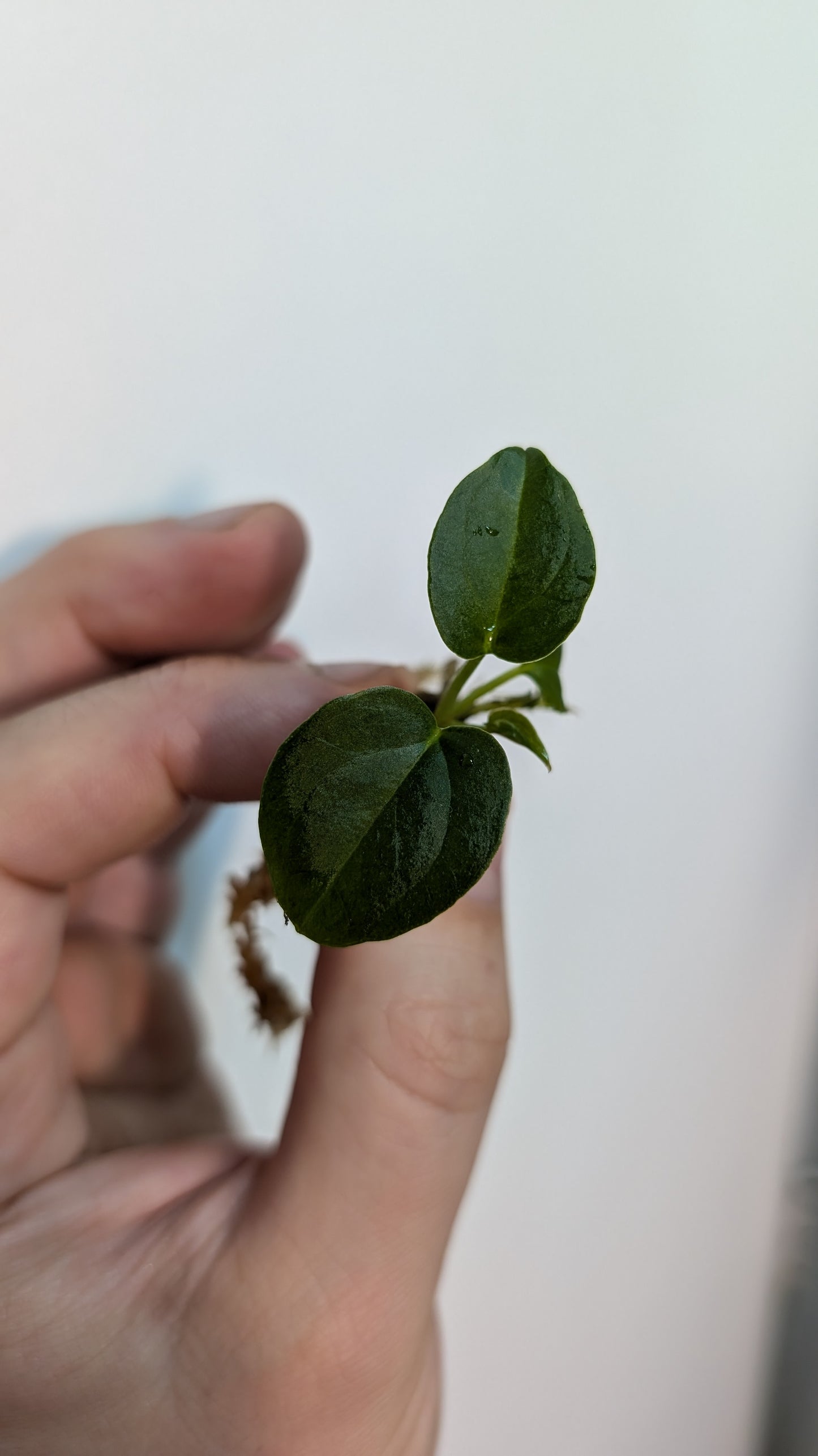 Anthurium Red Spider CLONE