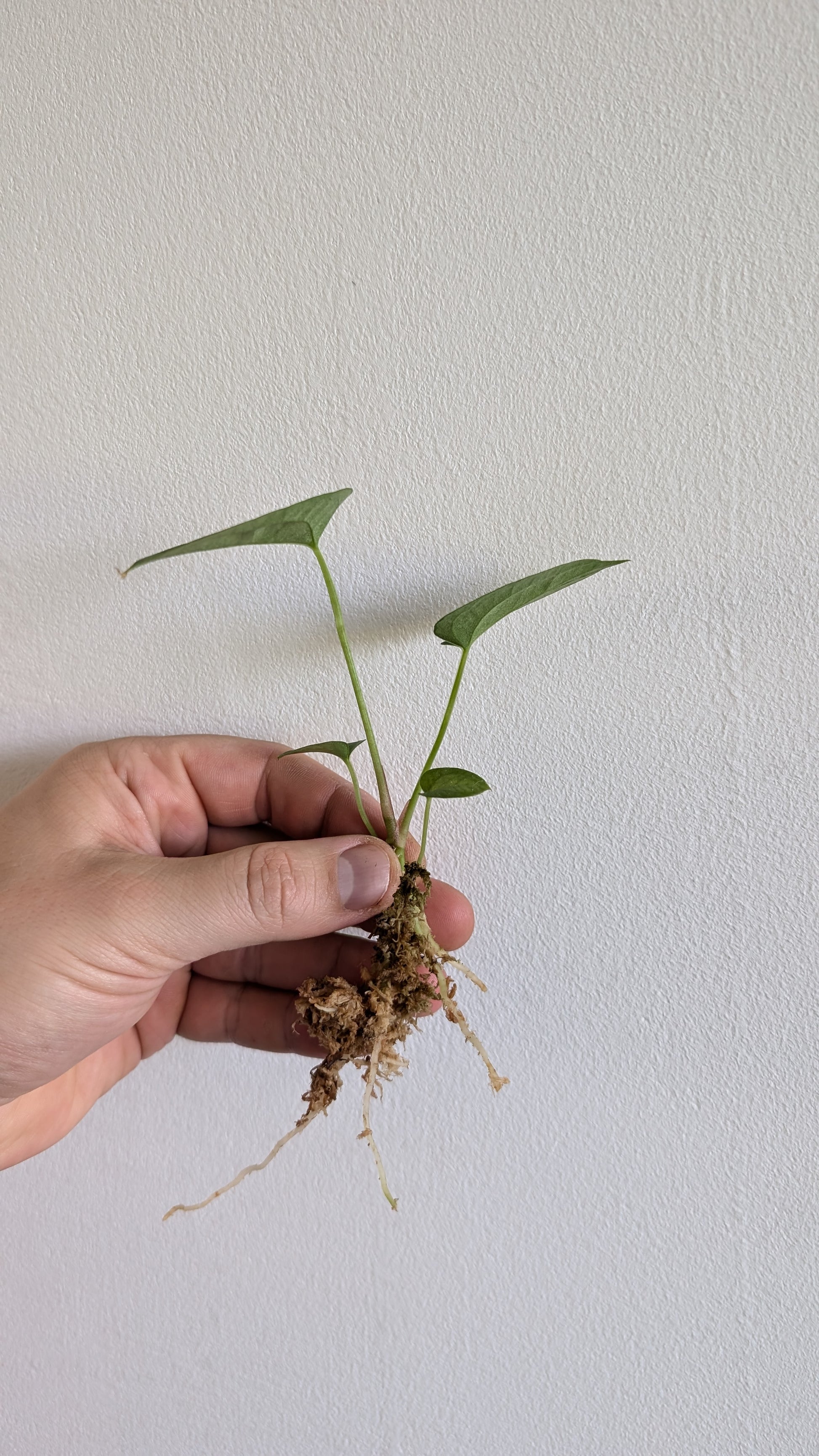 anthurium magnificum seedling Anthurium Magnificum x Papillilaminum 'Daniel' – Curious Plants