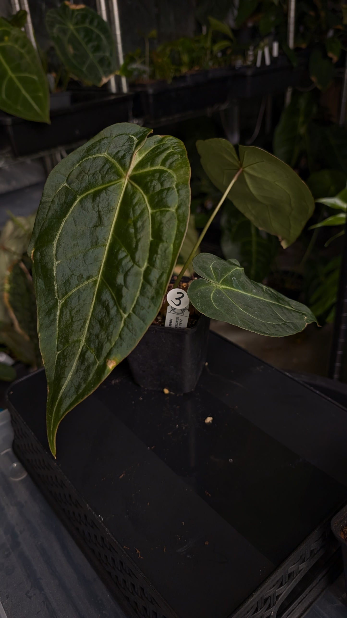 Anthurium Doc Block Zara x Michelle 'selected dark form' x Forgetii Dark