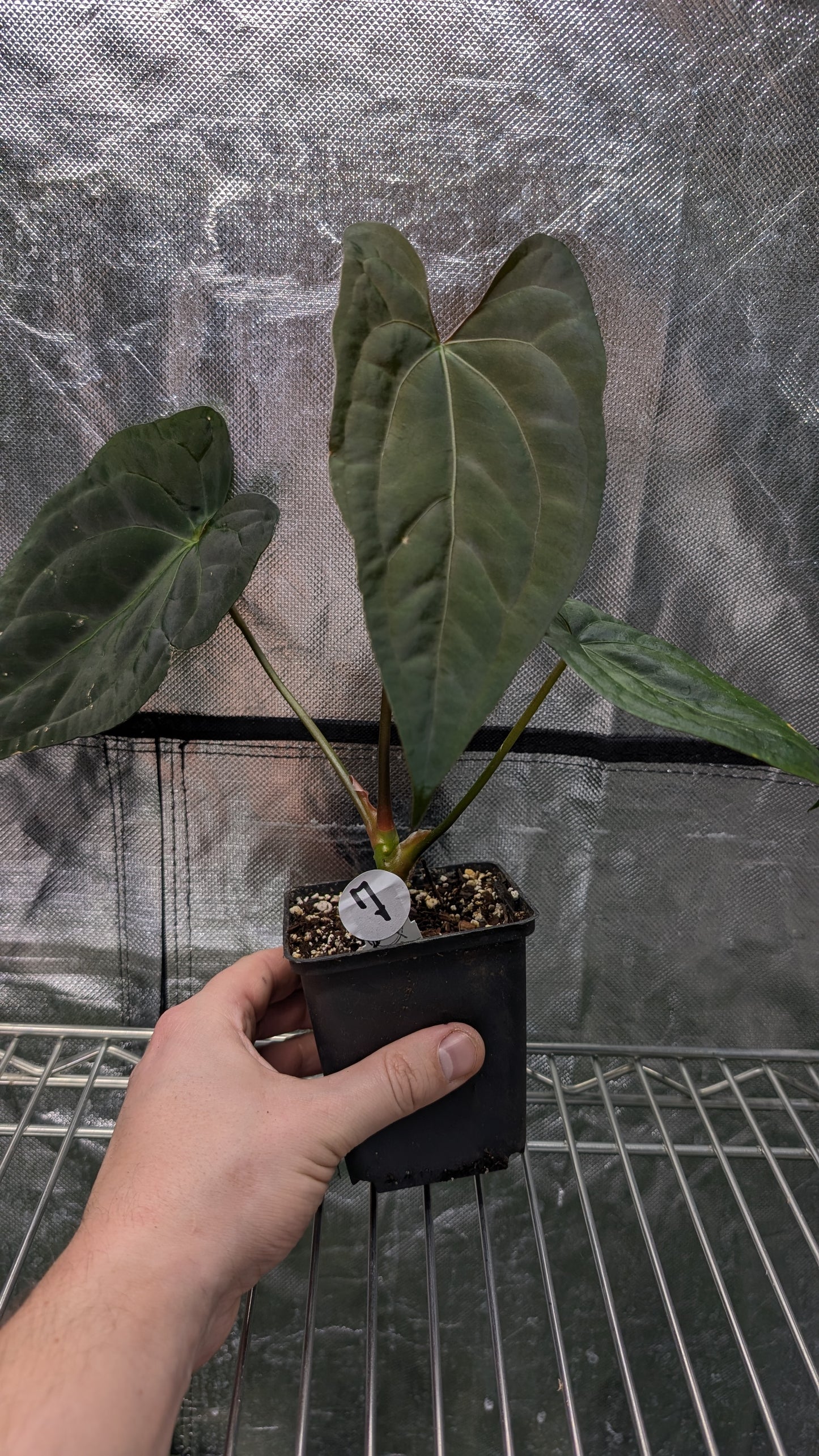 Anthurium Papillilaminum 'Daniel' x Ace of Spagetii