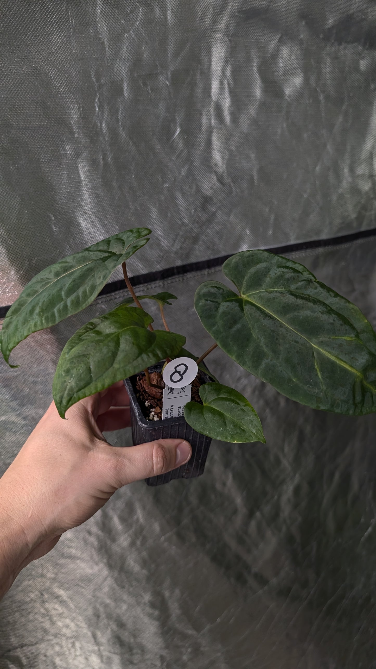 Anthurium Besseae aff 'Black Pillow' x Papillilaminum 'Fort Sherman'