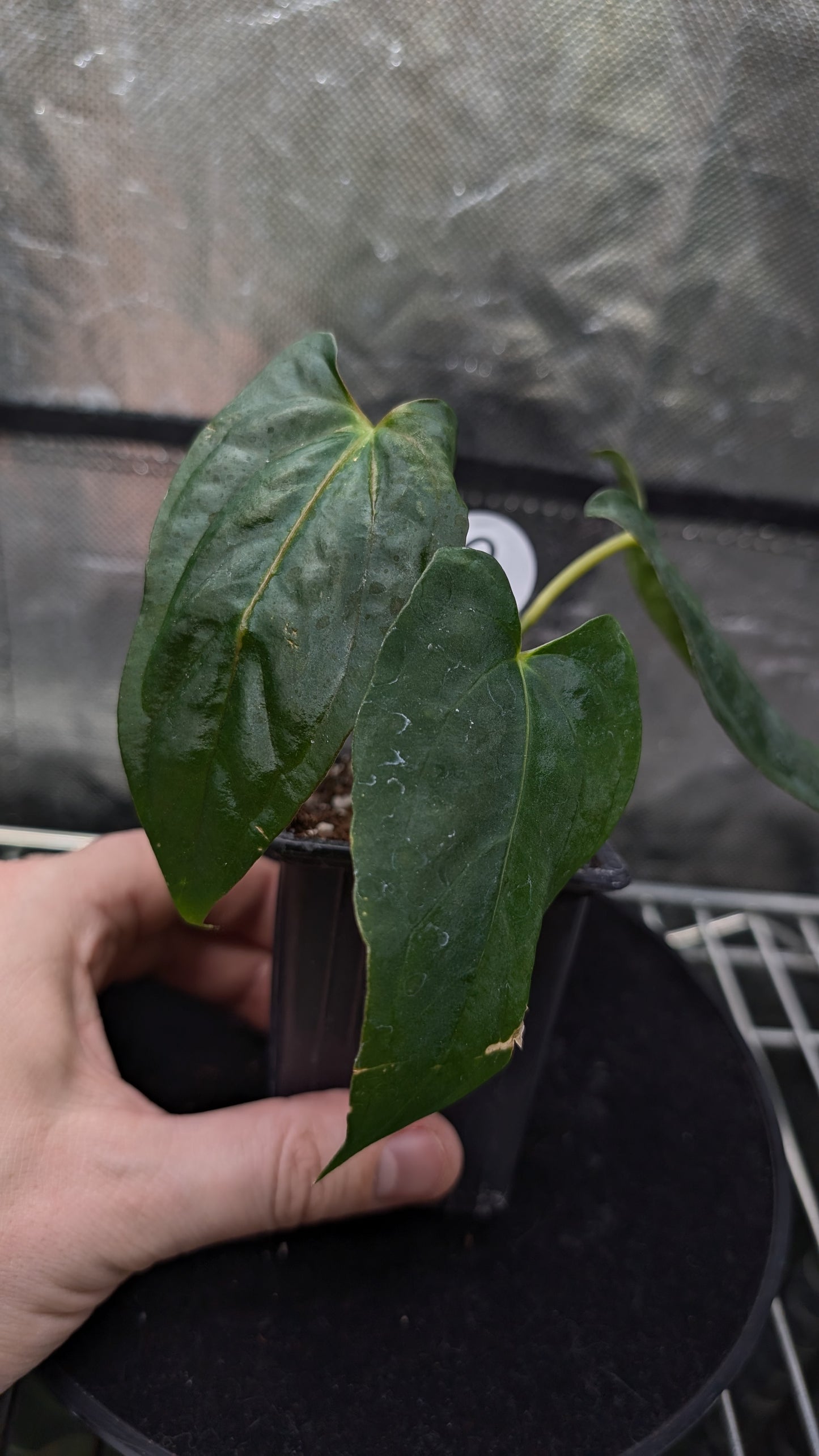 Anthurium Papillilaminum 'Fort Sherman'