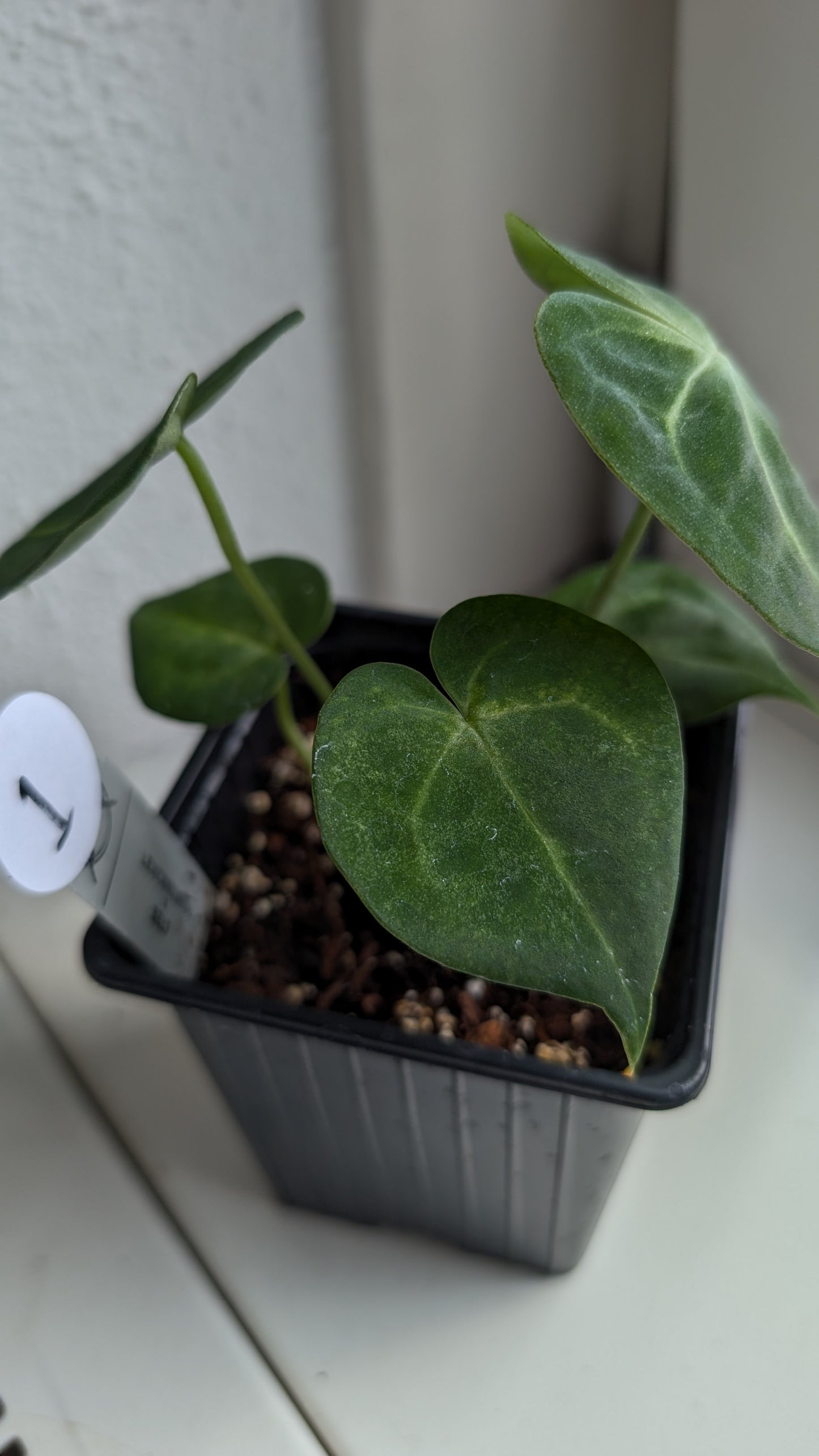 Anthurium Clarinervium x Berriozabalense x self