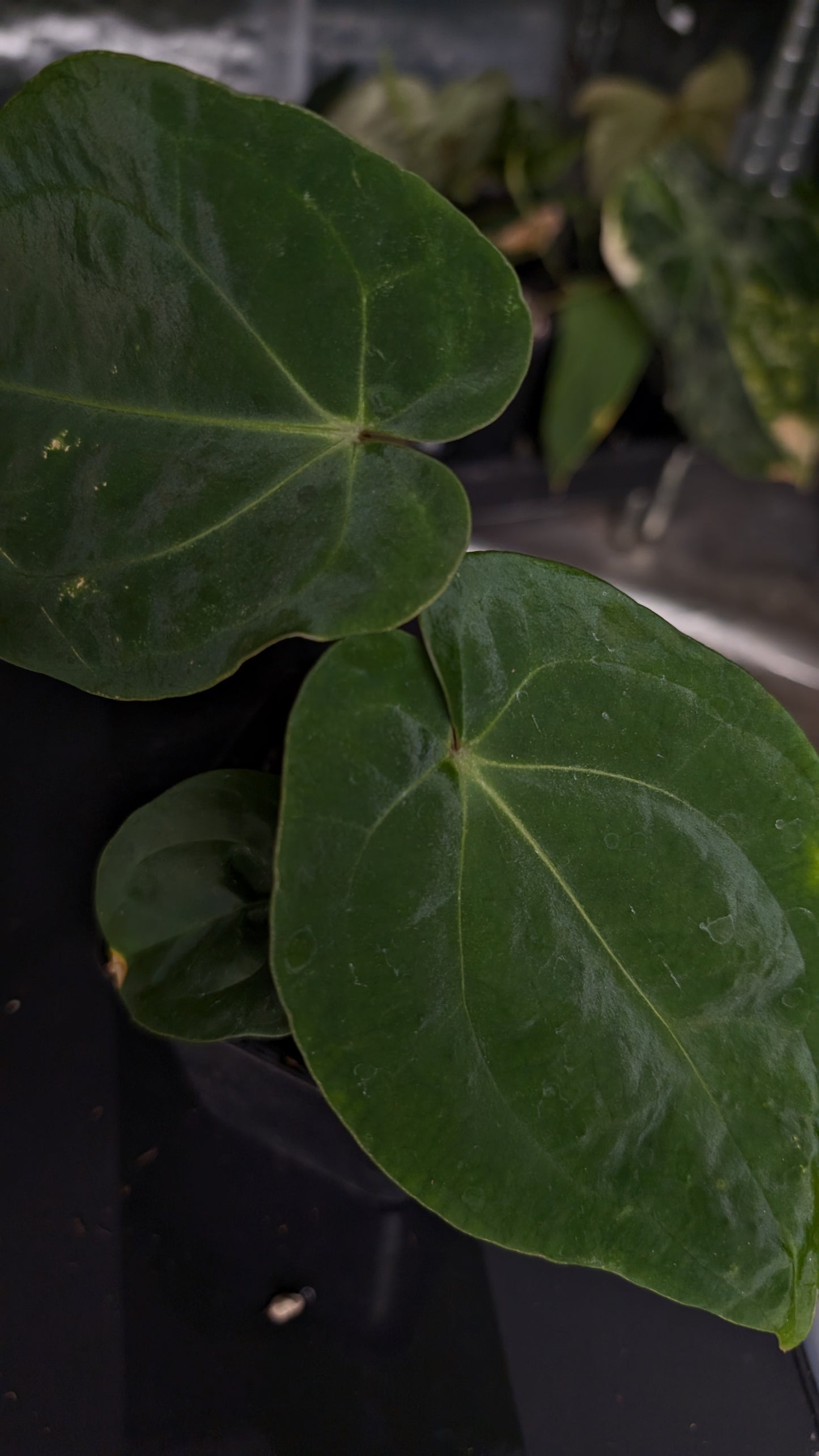 Anthurium [Besseae aff. x Forgetii dark] x BVEP Round x Felix