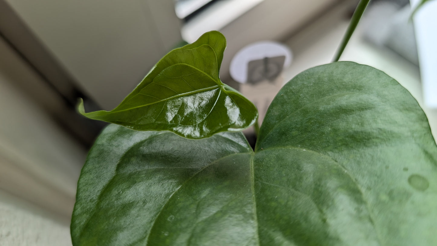 Anthurium Pterodactyl x self