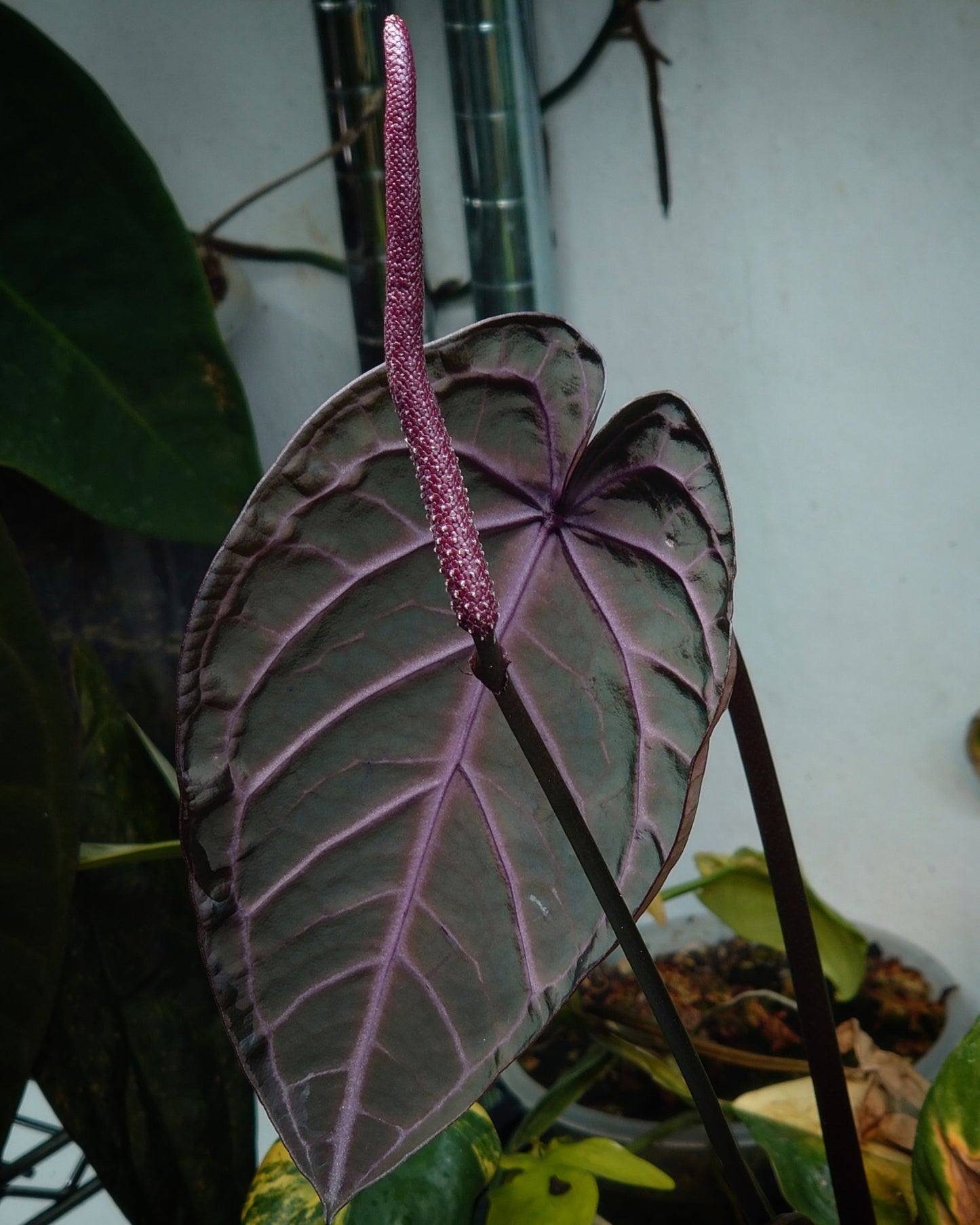 Anthurium Zara x Michelle 'selected dark form' Clone