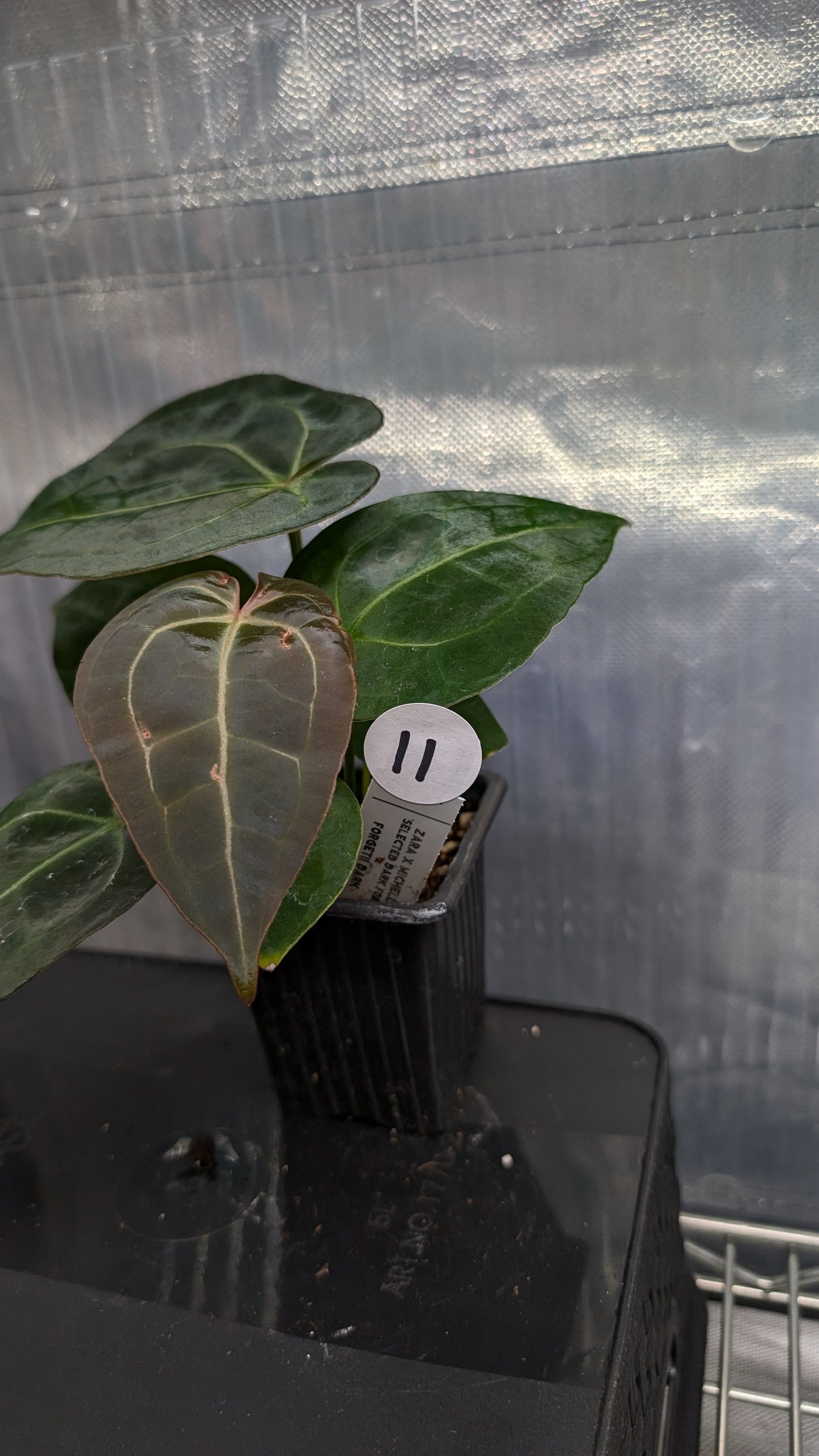 Anthurium Doc Block Zara x Michelle 'selected dark form' x Forgetii Dark