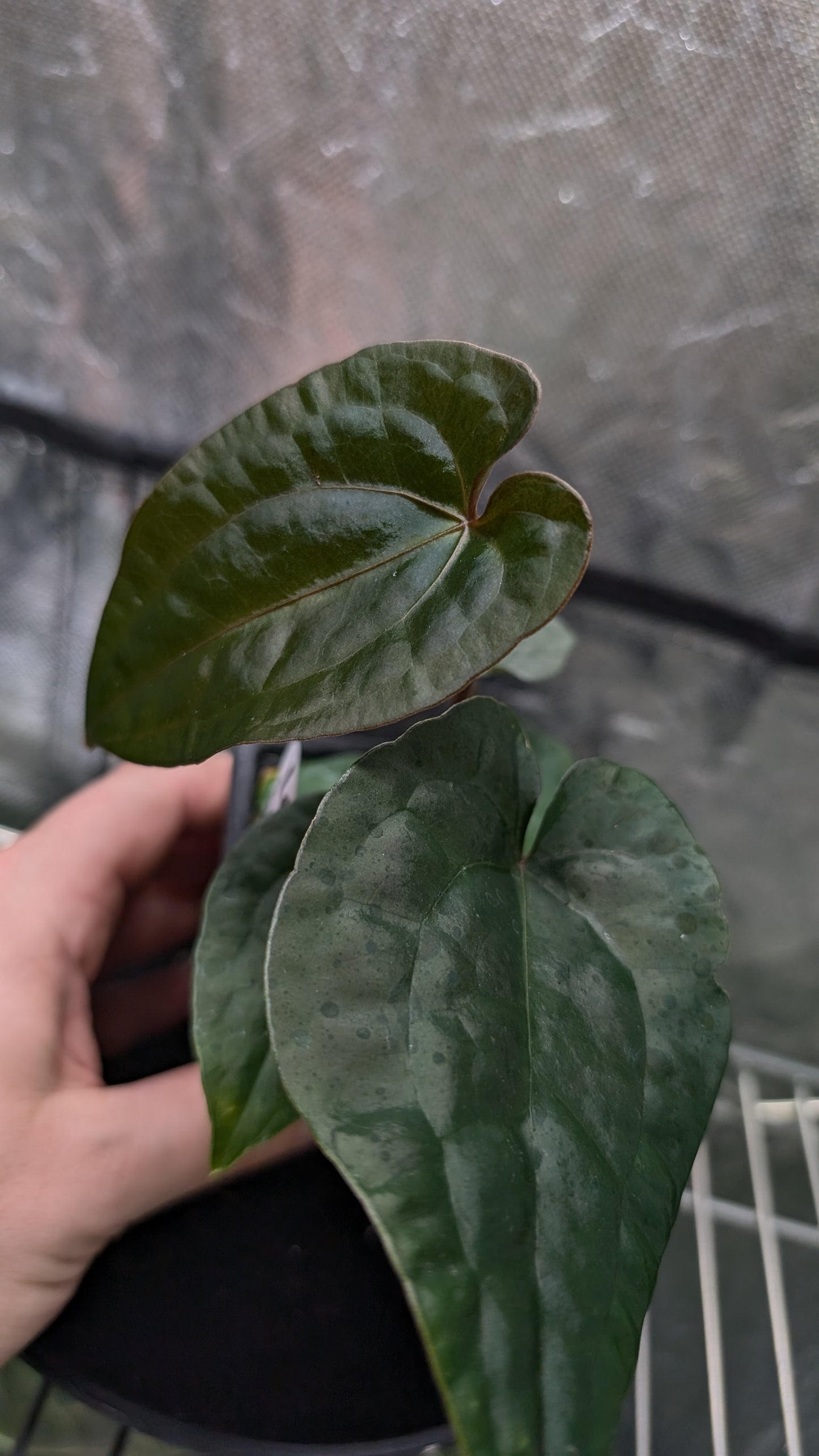 Anthurium 'Ace of Spagetii' x Luxurians