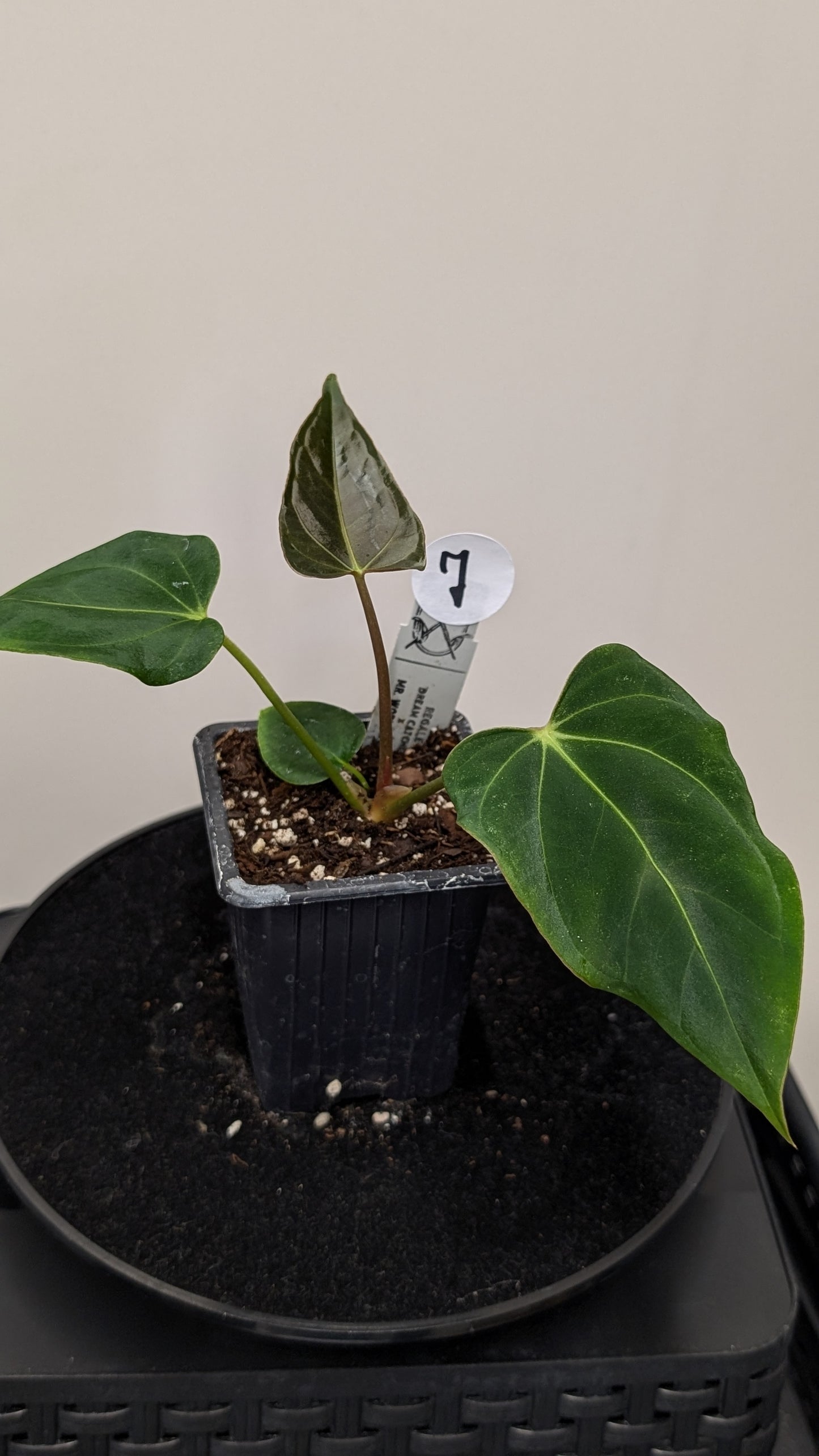 Anthurium Regale 'Dream Catcher' x Mr. Worldwide