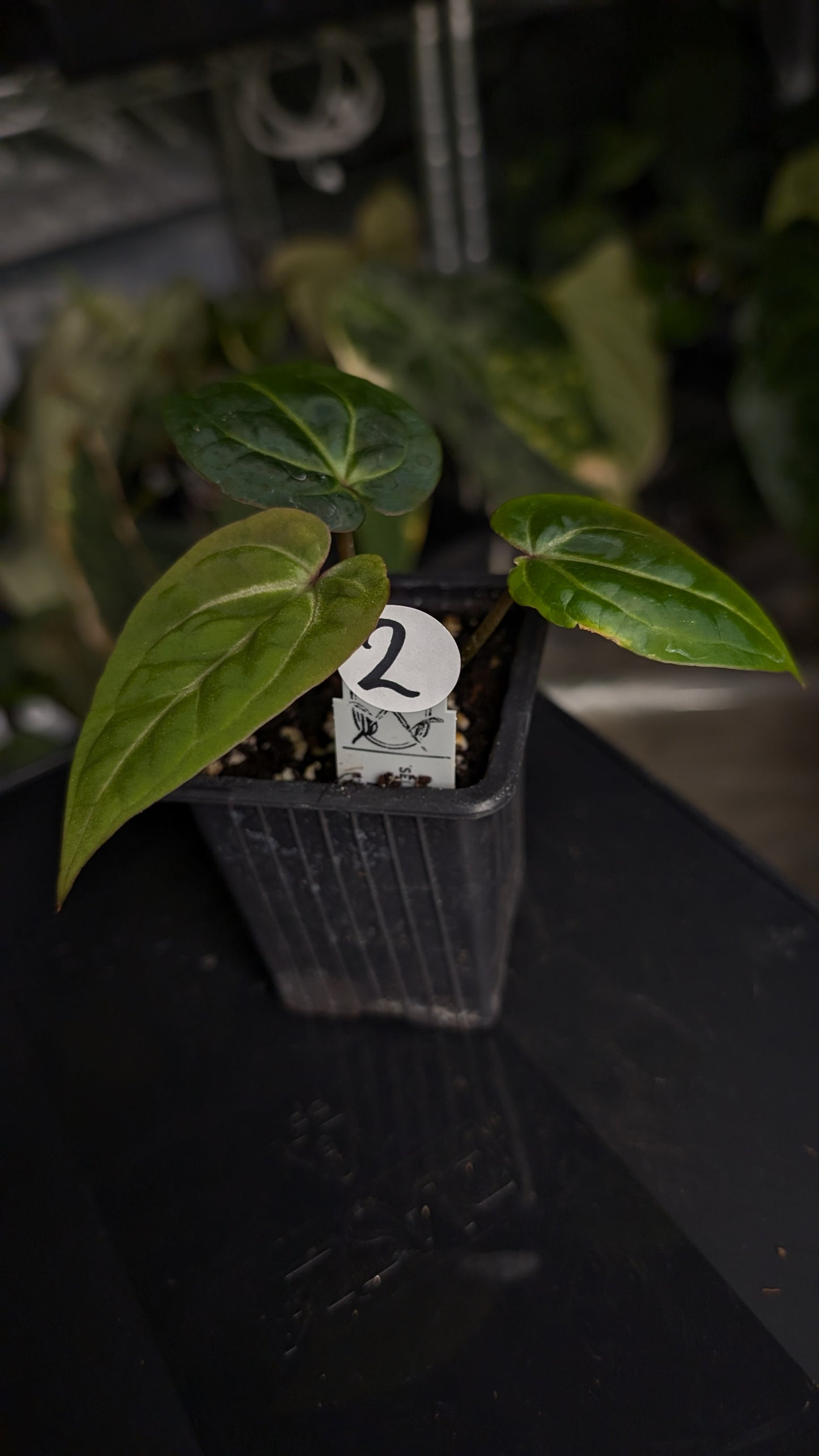 Anthurium Doc Block Zara x Michelle 'Selected Dark Form' x Besseae aff. 'Black Pillow'