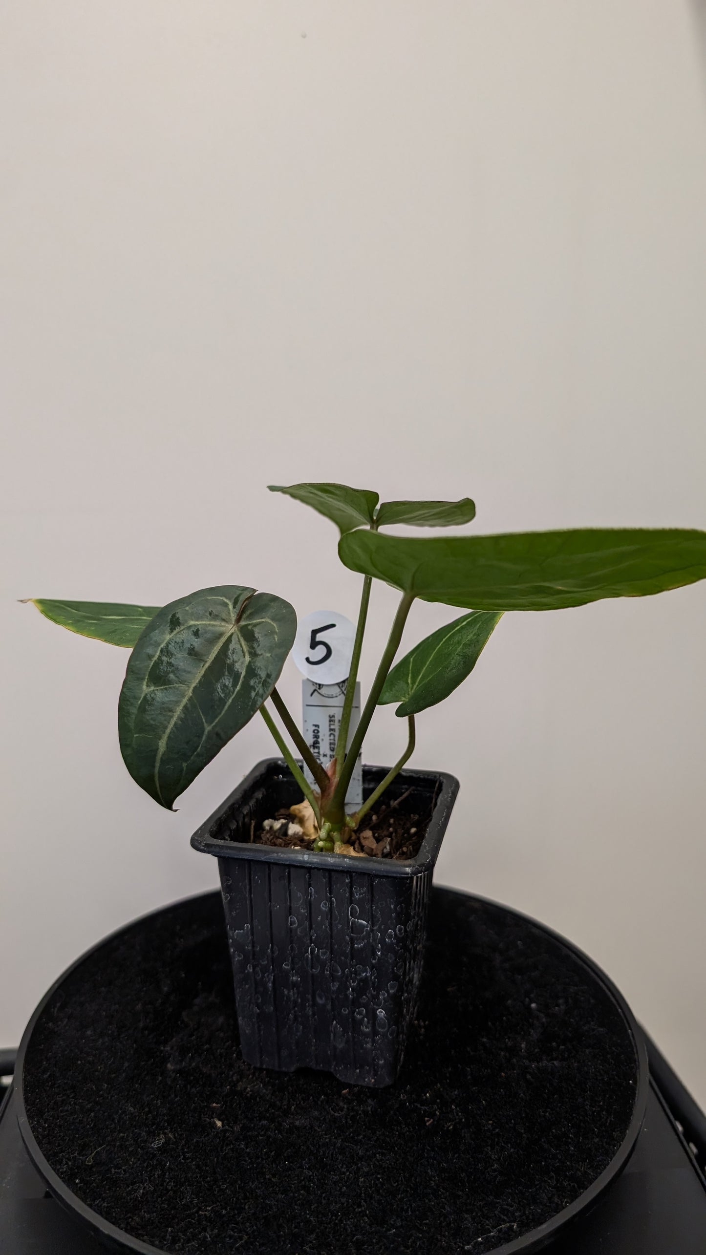 Anthurium Doc Block Zara x Michelle 'selected dark form' x Forgetii Dark