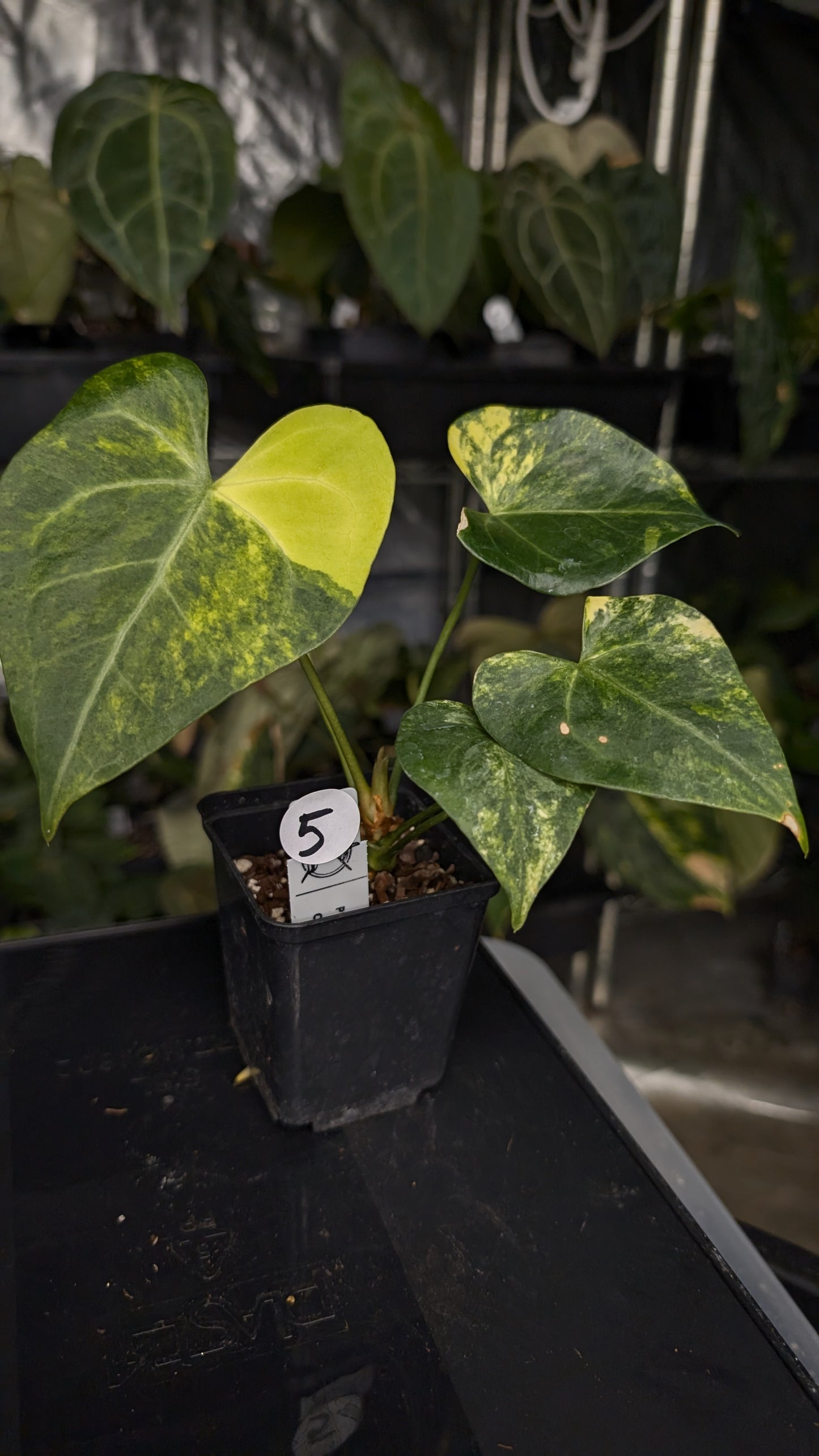 Variegated Anthurium Pterodactyl variegata x Clarinervium