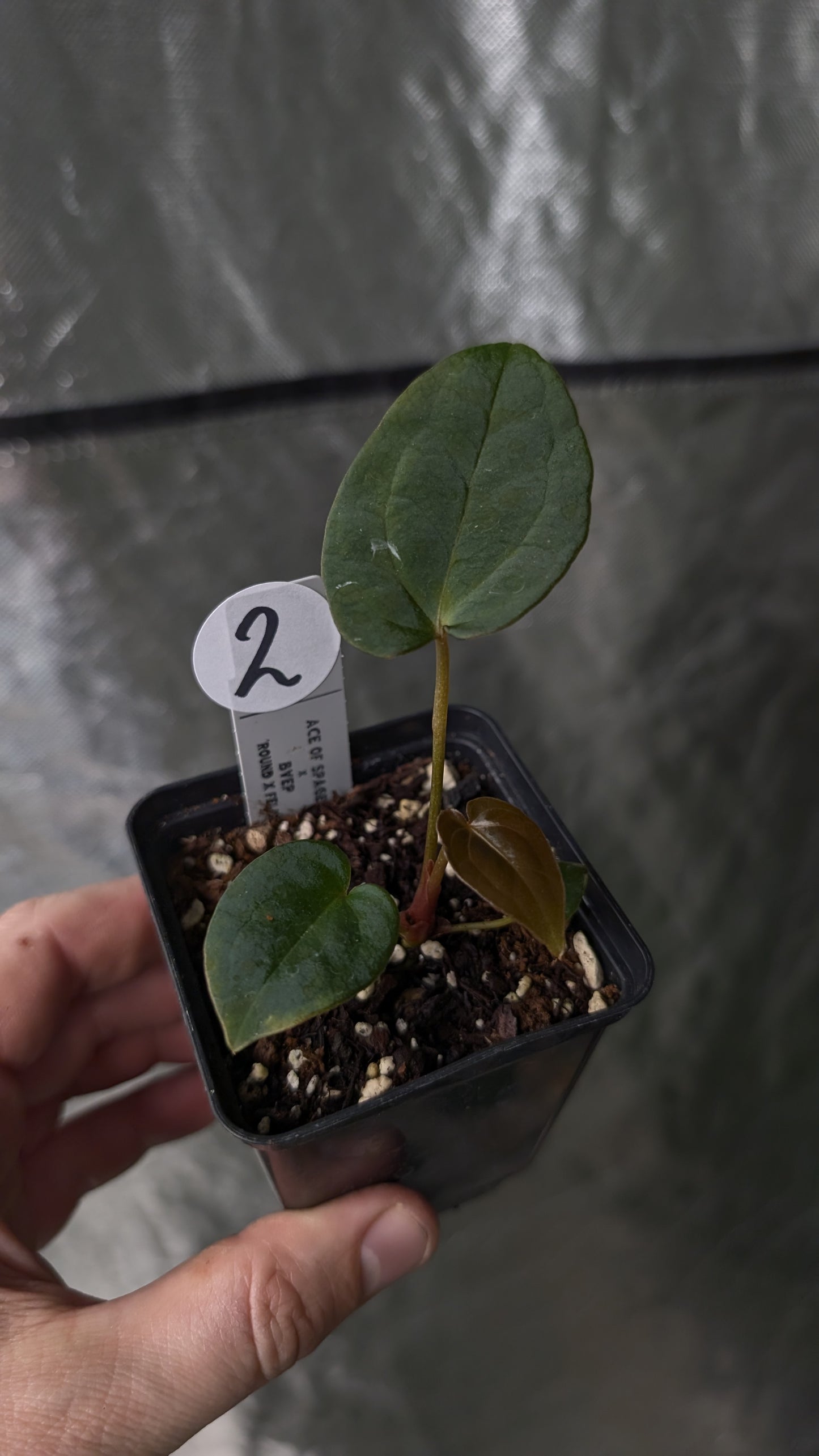 Anthurium Ace of Spagetii x BVEP 'Round x Felix'