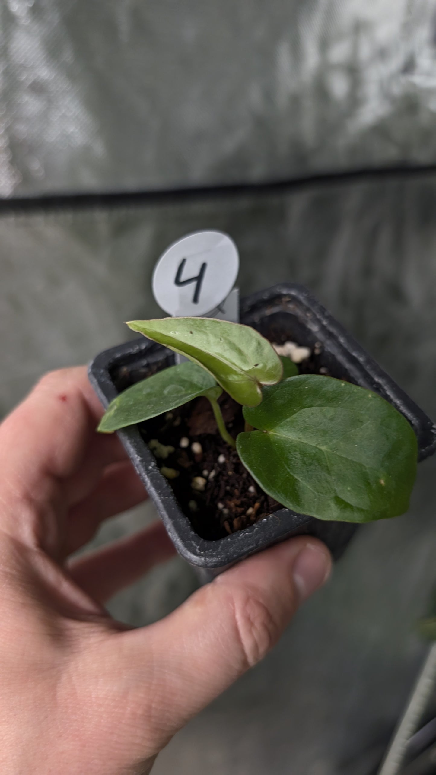 Anthurium Silver Blush Mint x Sp. Napo x Luxurians