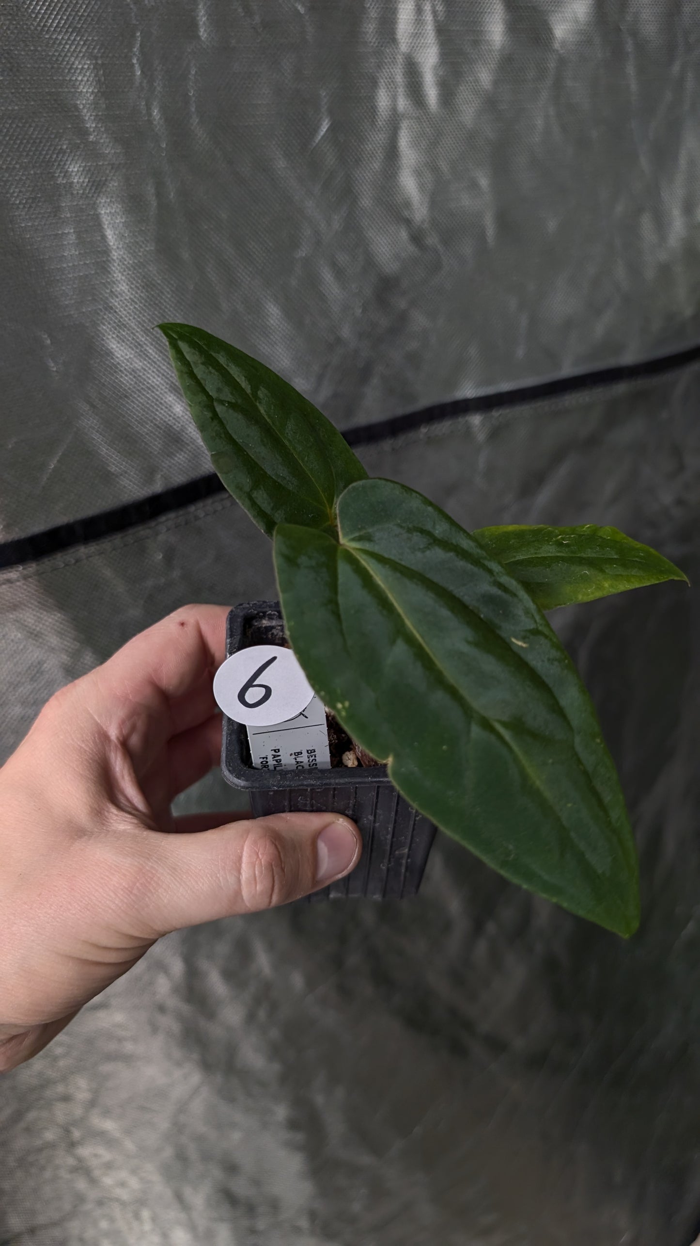 Anthurium Besseae aff 'Black Pillow' x Papillilaminum 'Fort Sherman'