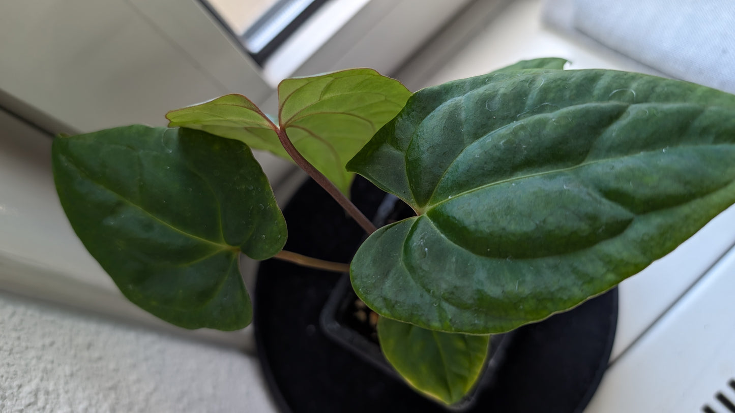 Anthurium Besseae aff 'Black Pillow' x Papillilaminum 'Fort Sherman' seedlings