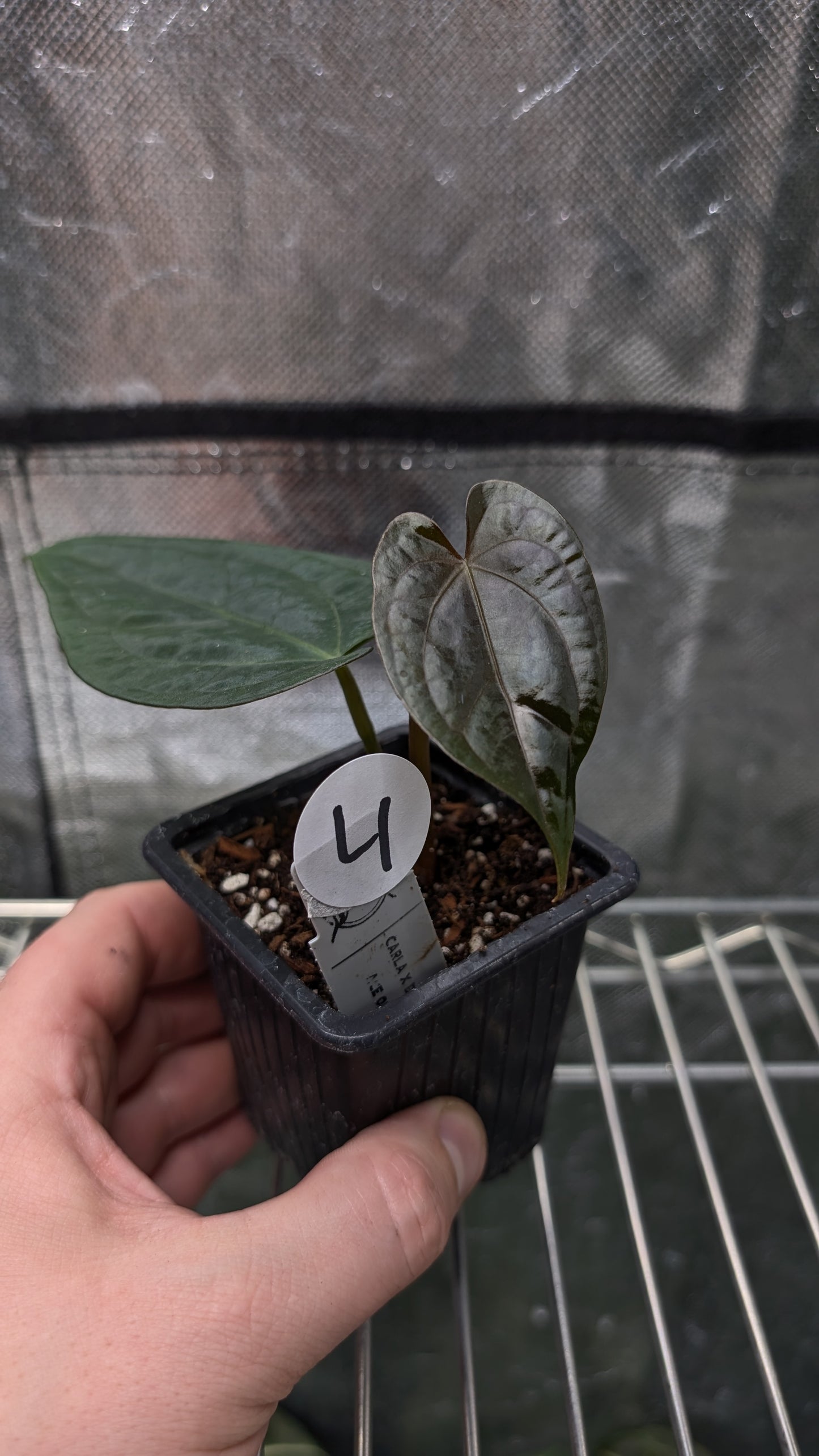 Anthurium (Carlablackiae x Dressleri Rio Guanche) X 'Ace of Spagetii'