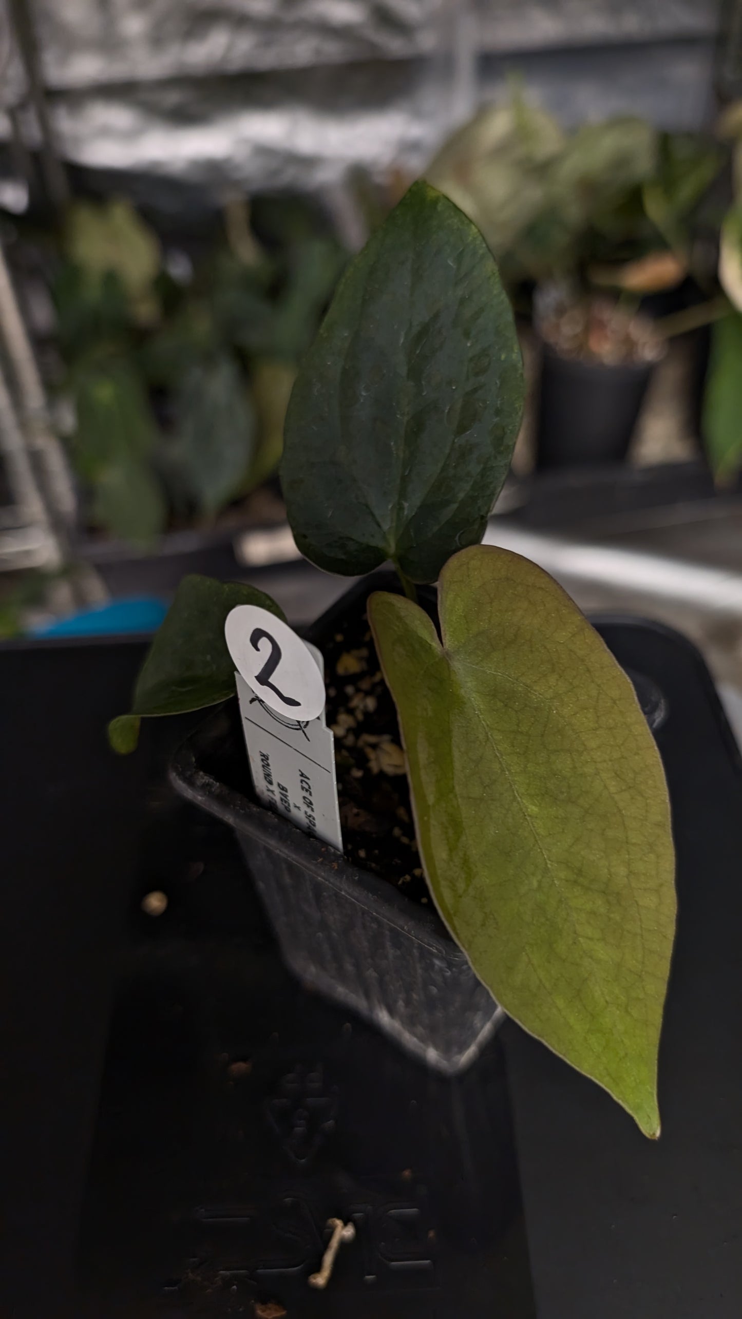 Anthurium Ace of Spagetii x BVEP 'Round x Felix'
