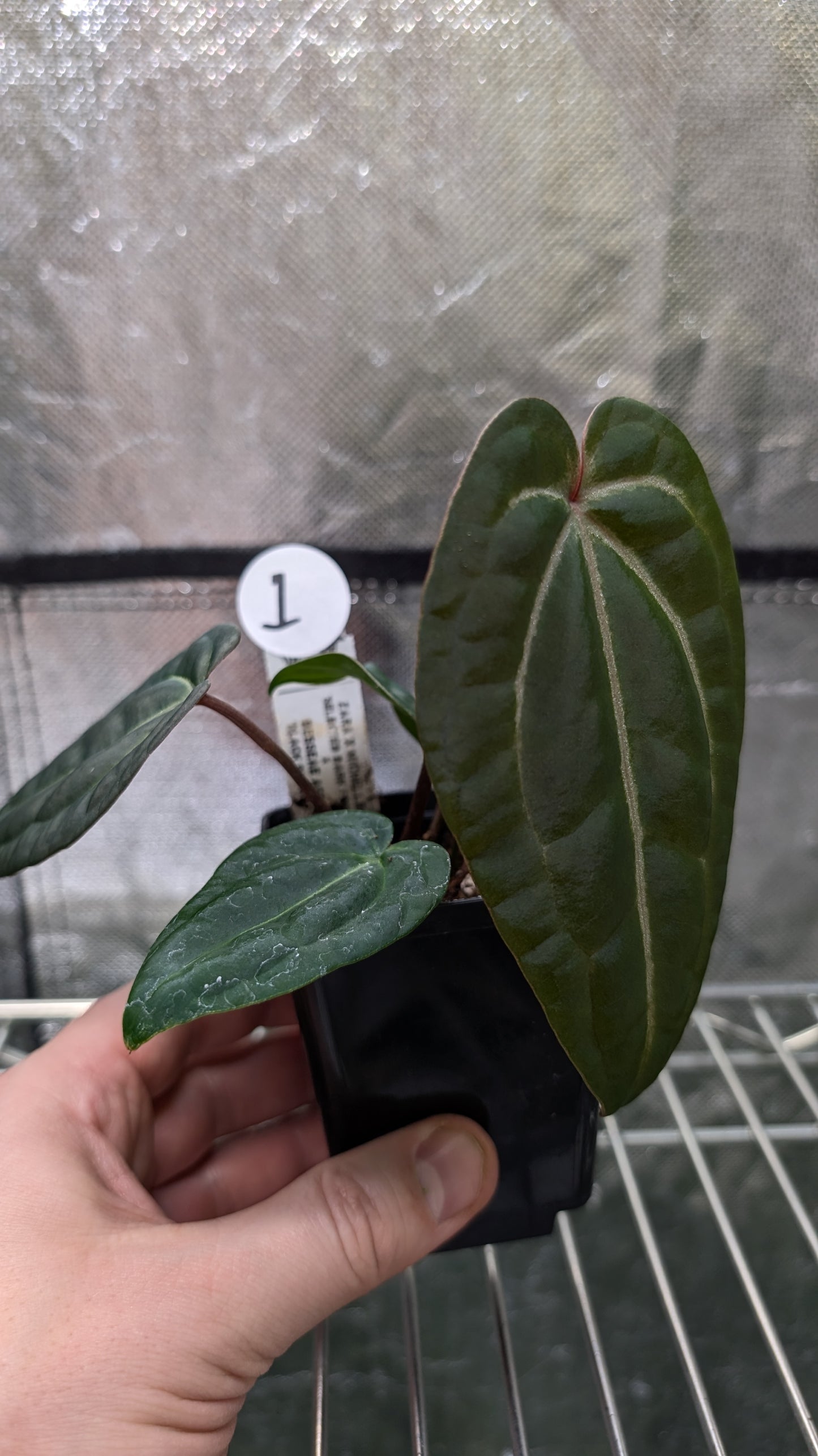 Anthurium Doc Block Zara x Michelle 'Selected Dark Form' x Besseae aff. 'Black Pillow'