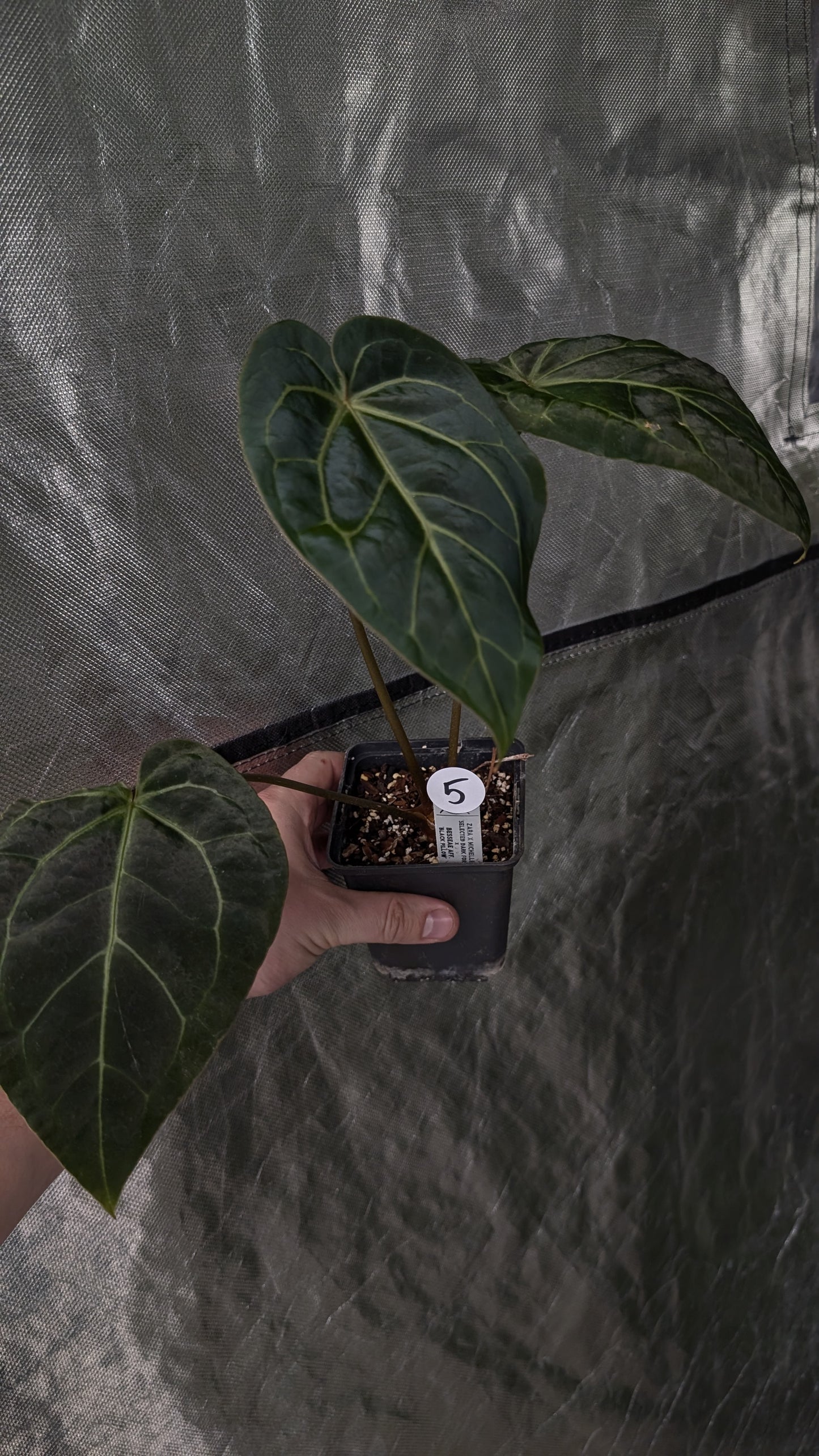 Anthurium Doc Block Zara x Michelle 'Selected Dark Form' x Besseae aff. 'Black Pillow'