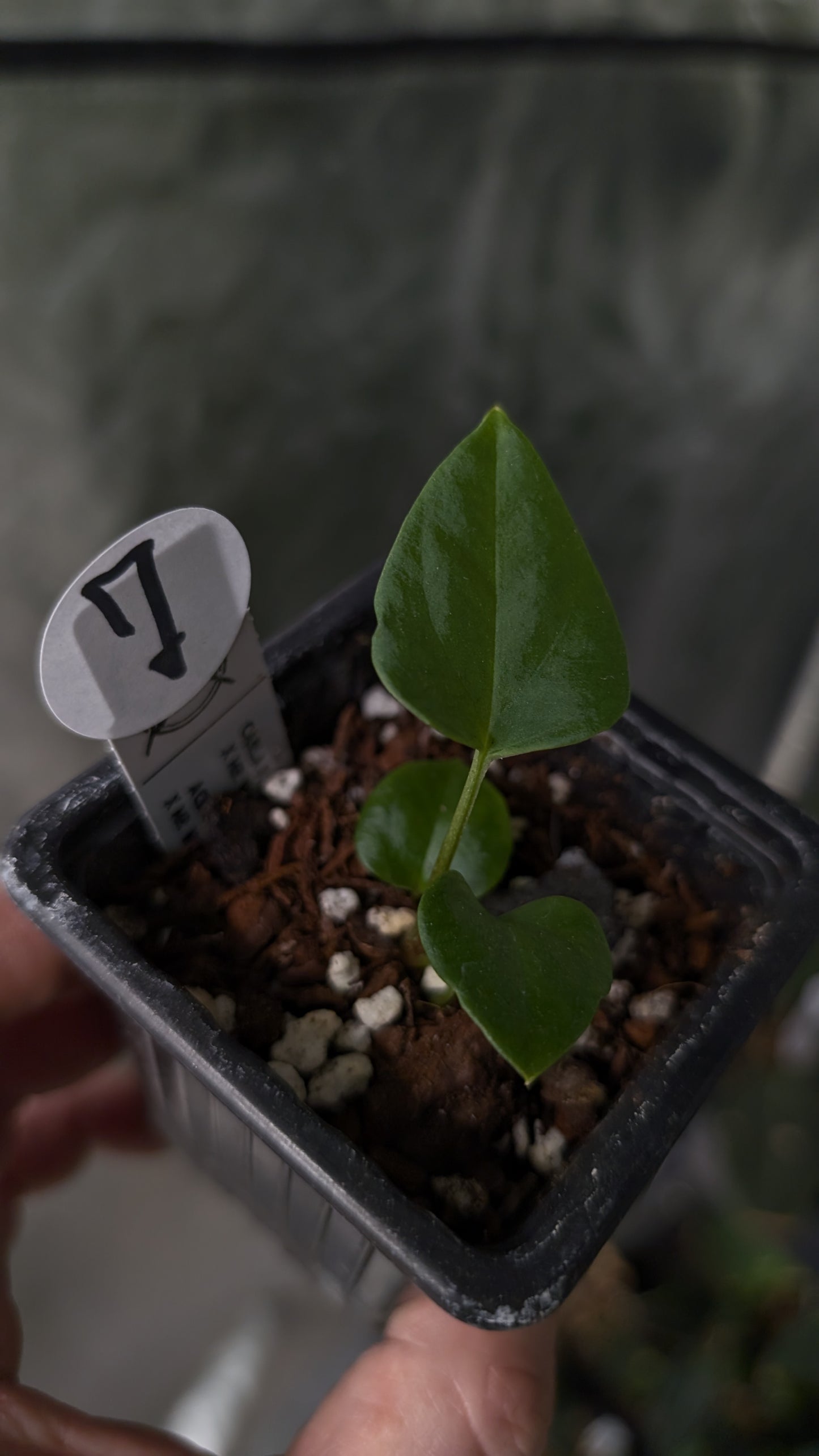 Anthurium [Carlablackiae x Dressleri Rio Guanche x Mr. Worldwide] x [Ace of Spagetii x Mr Worldwide]
