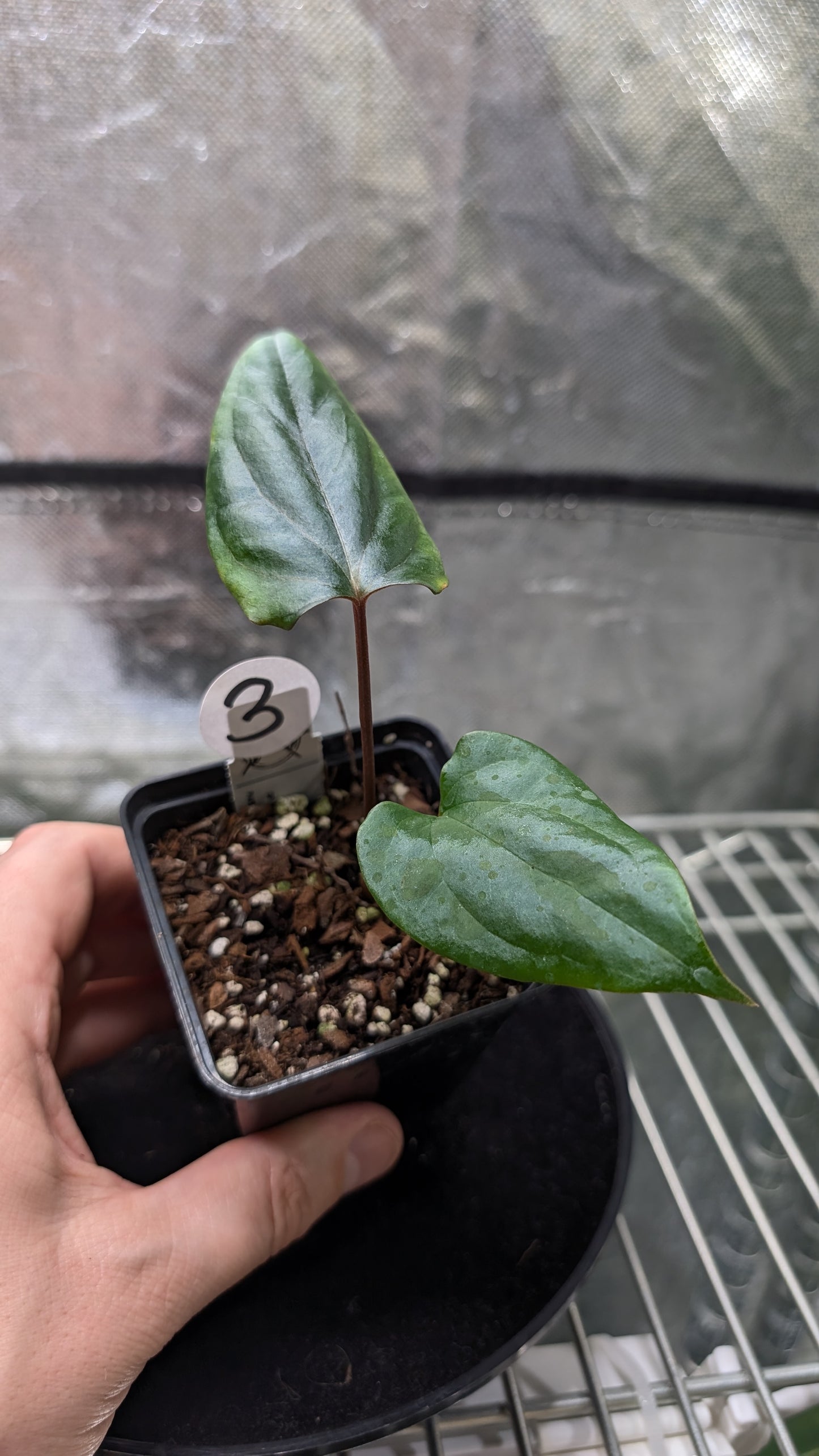 Anthurium 'Green Slate'