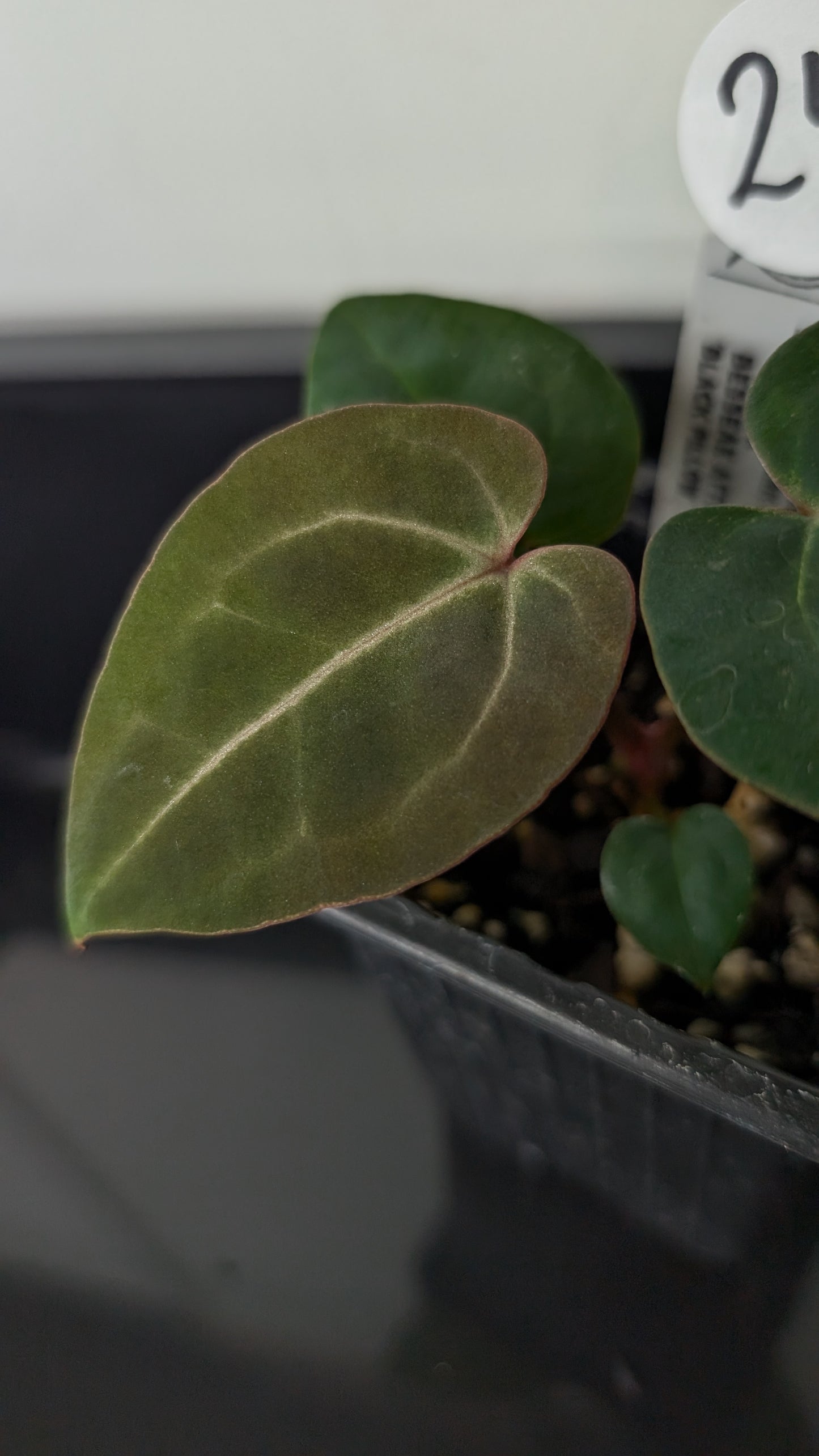 Anthurium Doc Block Zara x Michelle 'Selected Dark Form' x Besseae aff. 'Black Pillow'