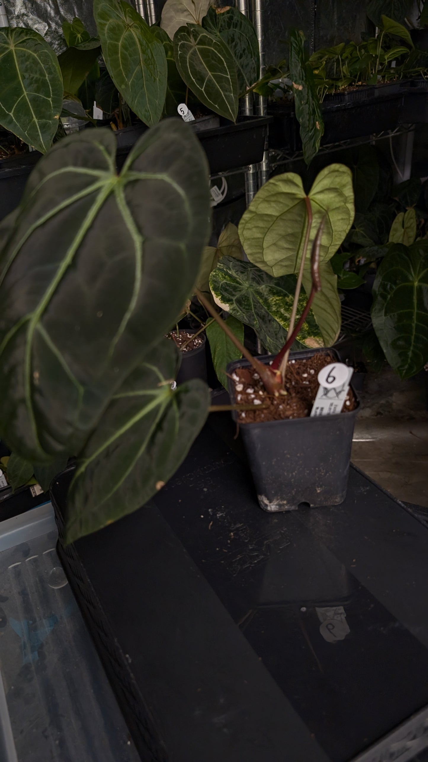 Anthurium Doc Block Zara x Michelle 'Selected Dark Form' x Besseae aff. 'Black Pillow'