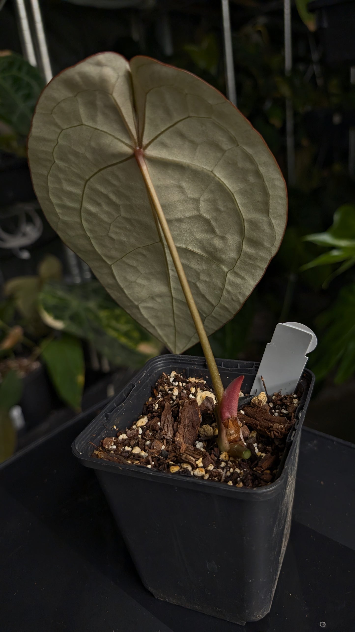 Anthurium Doc Block Zara x Michelle 'selected dark form' x Forgetii Dark