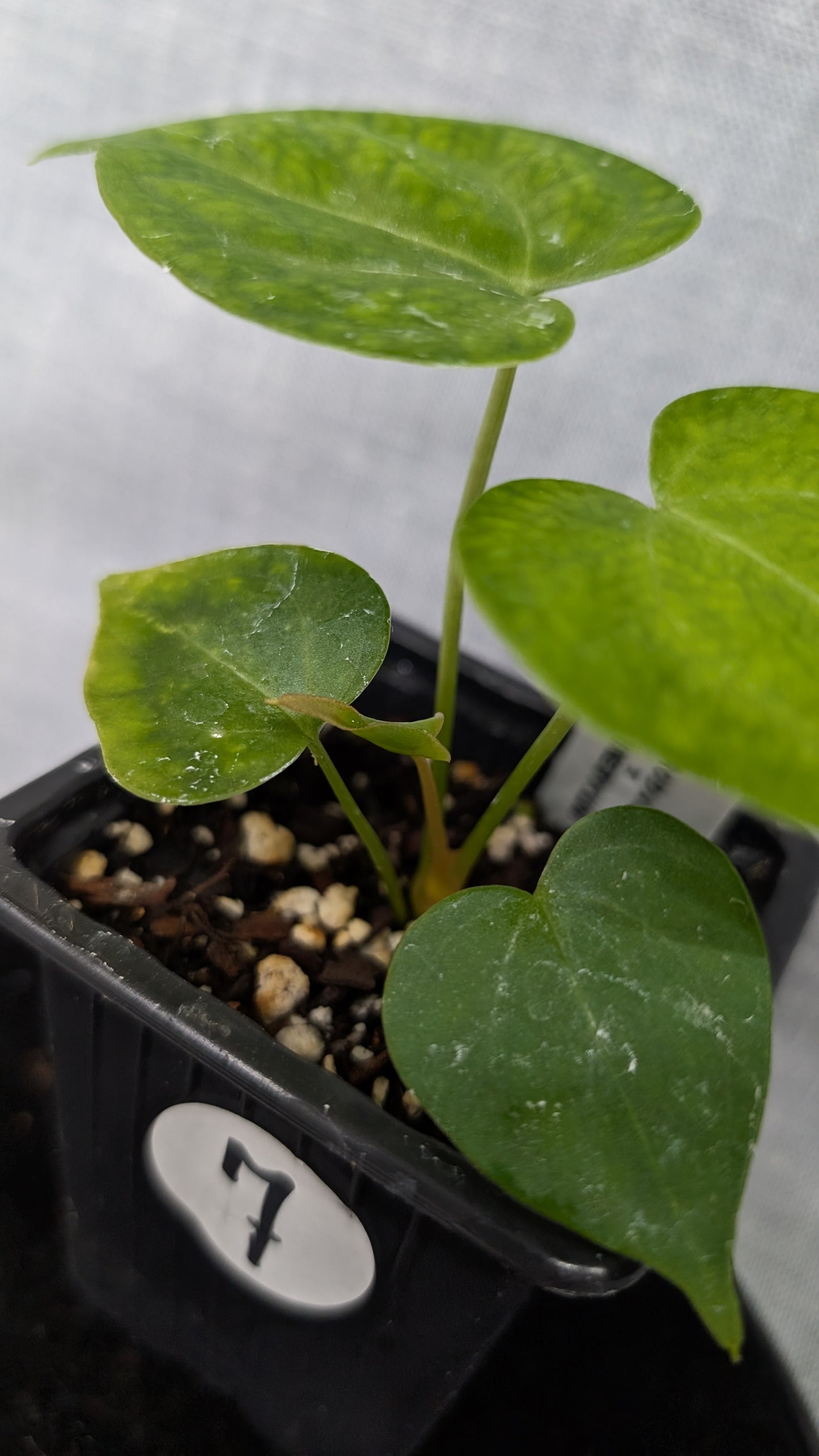 Anthurium Pterodactyl variegata x Clarinervium (or x self)