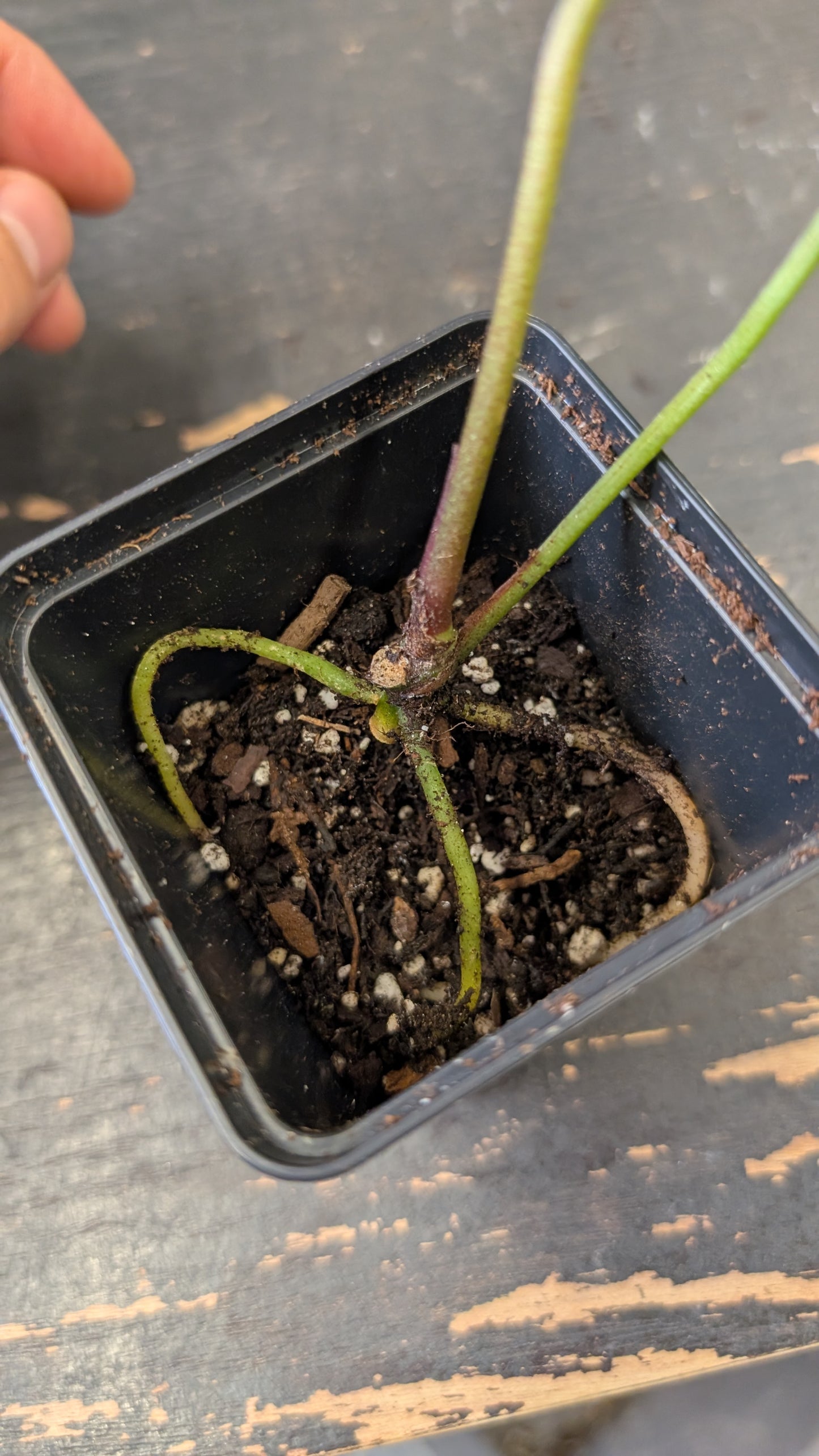 Anthurium Black Widow 13 x 43 clone