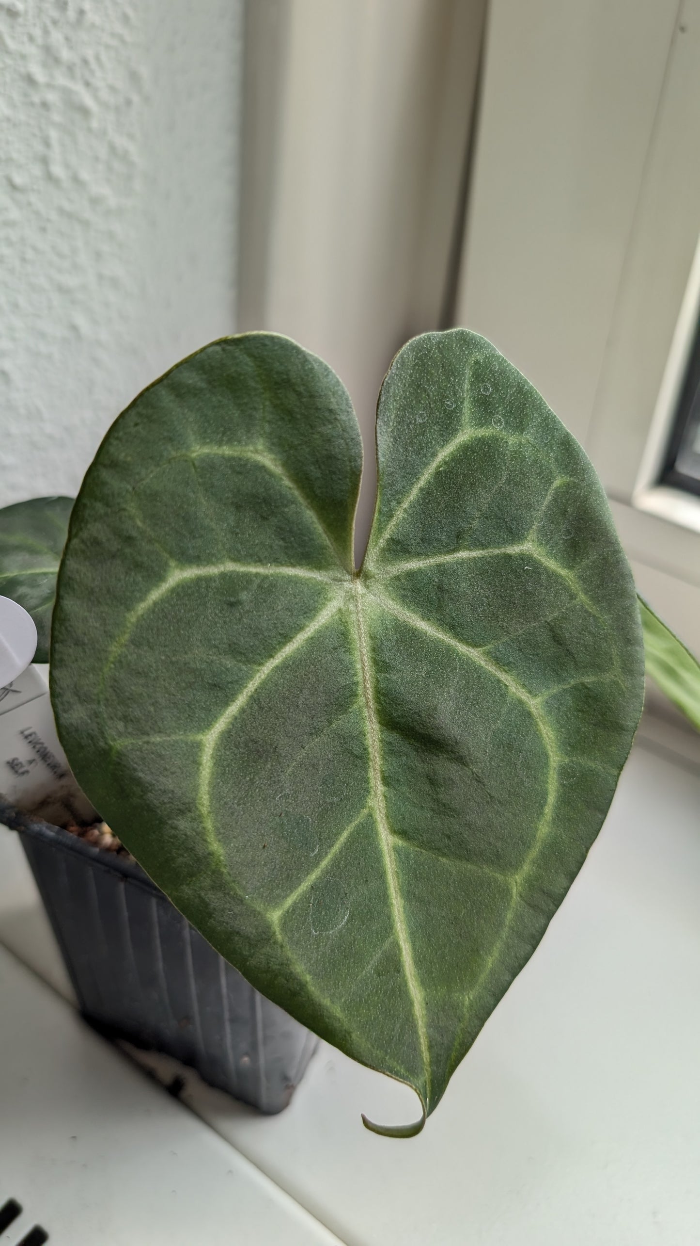 Anthurium Clarinervium x Berriozabalense x self