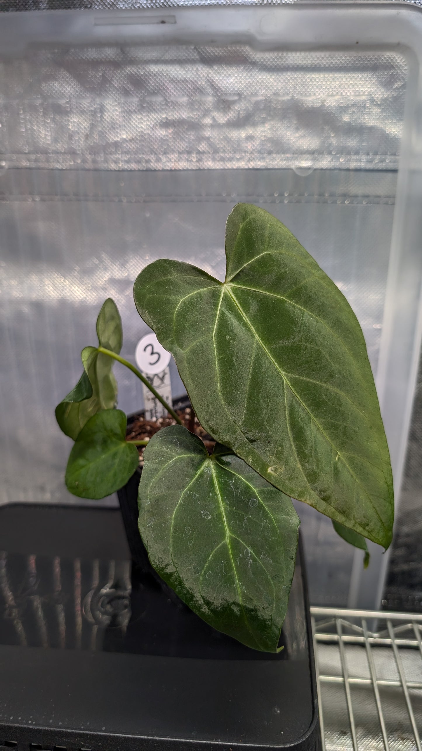 Anthurium Silver Blush Mint variegated x Papillilaminum 'Daniel'