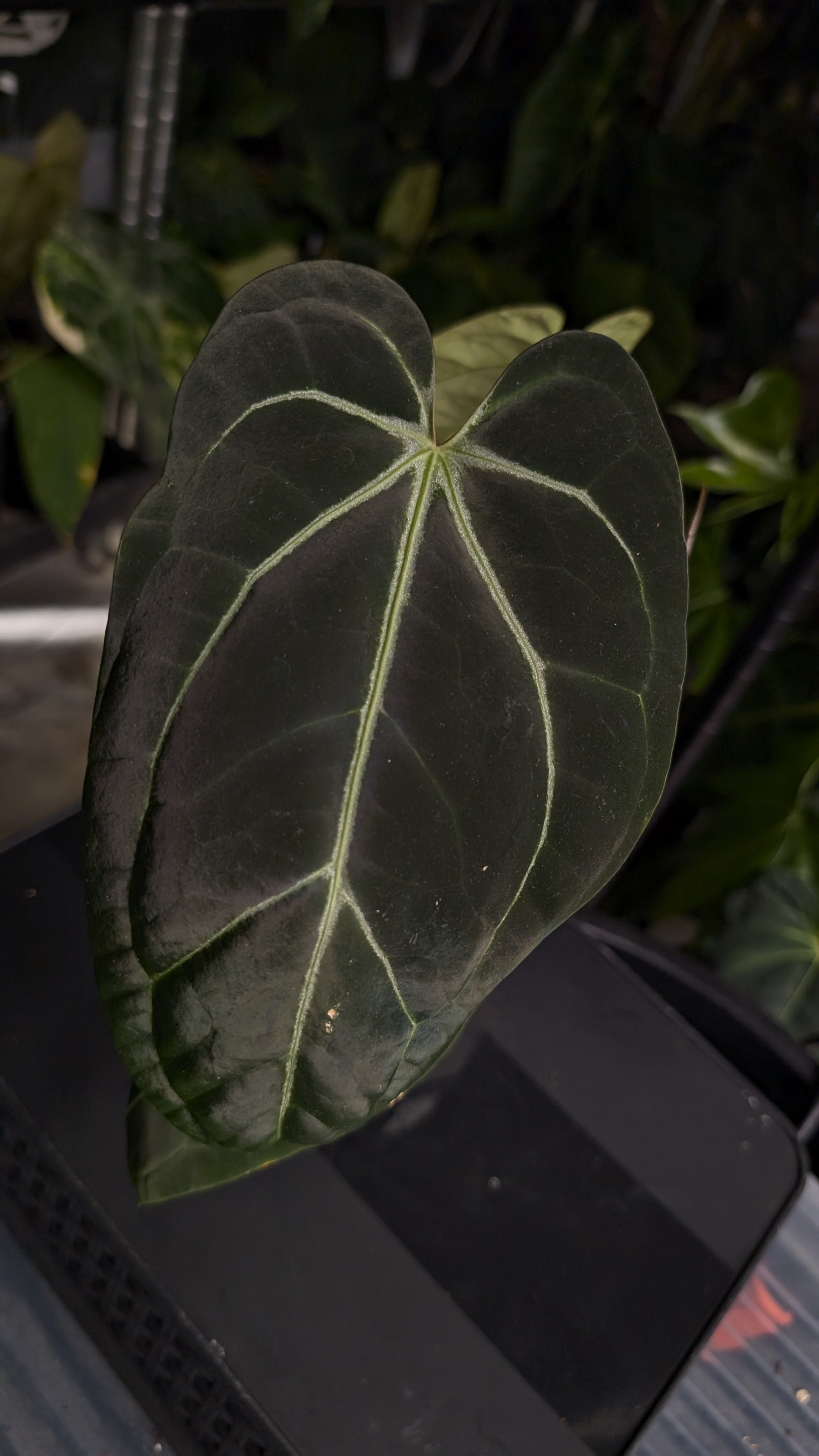 Anthurium Doc Block Zara x Michelle 'Selected Dark Form' x Besseae