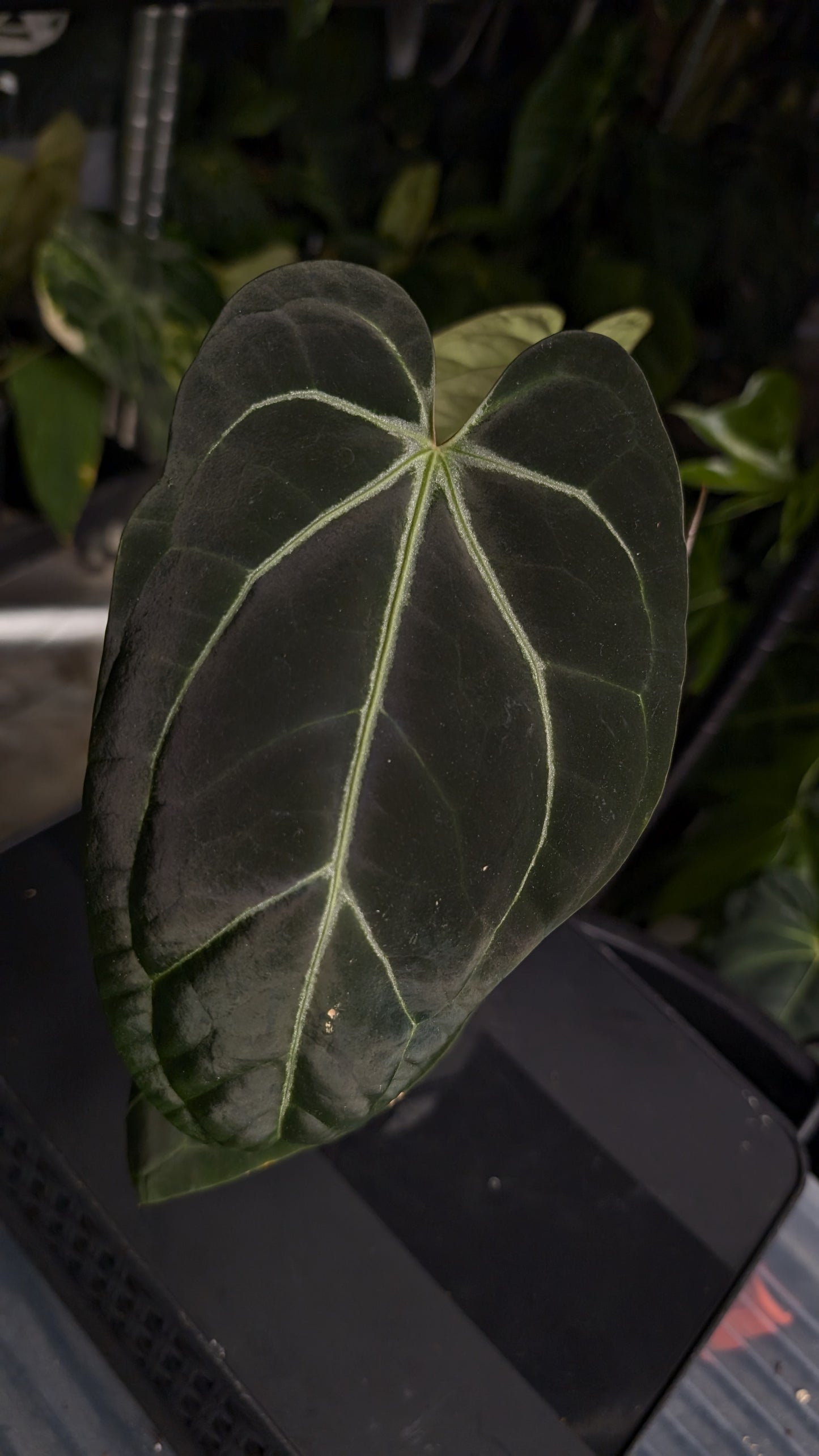Anthurium Doc Block Zara x Michelle 'Selected Dark Form' x Besseae aff. 'Black Pillow'