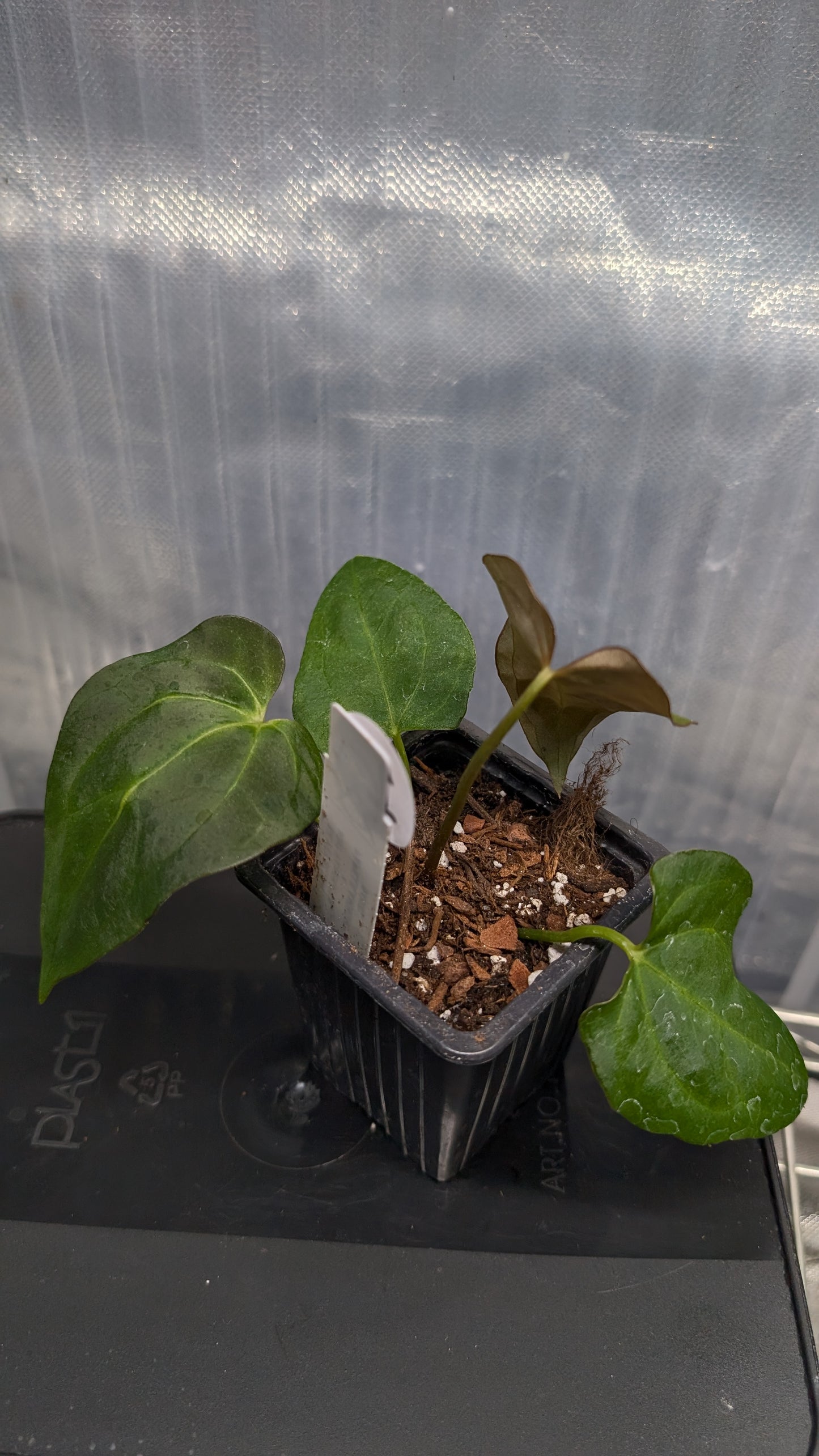 Anthurium Silver Blush Mint variegated x Papillilaminum 'Daniel'