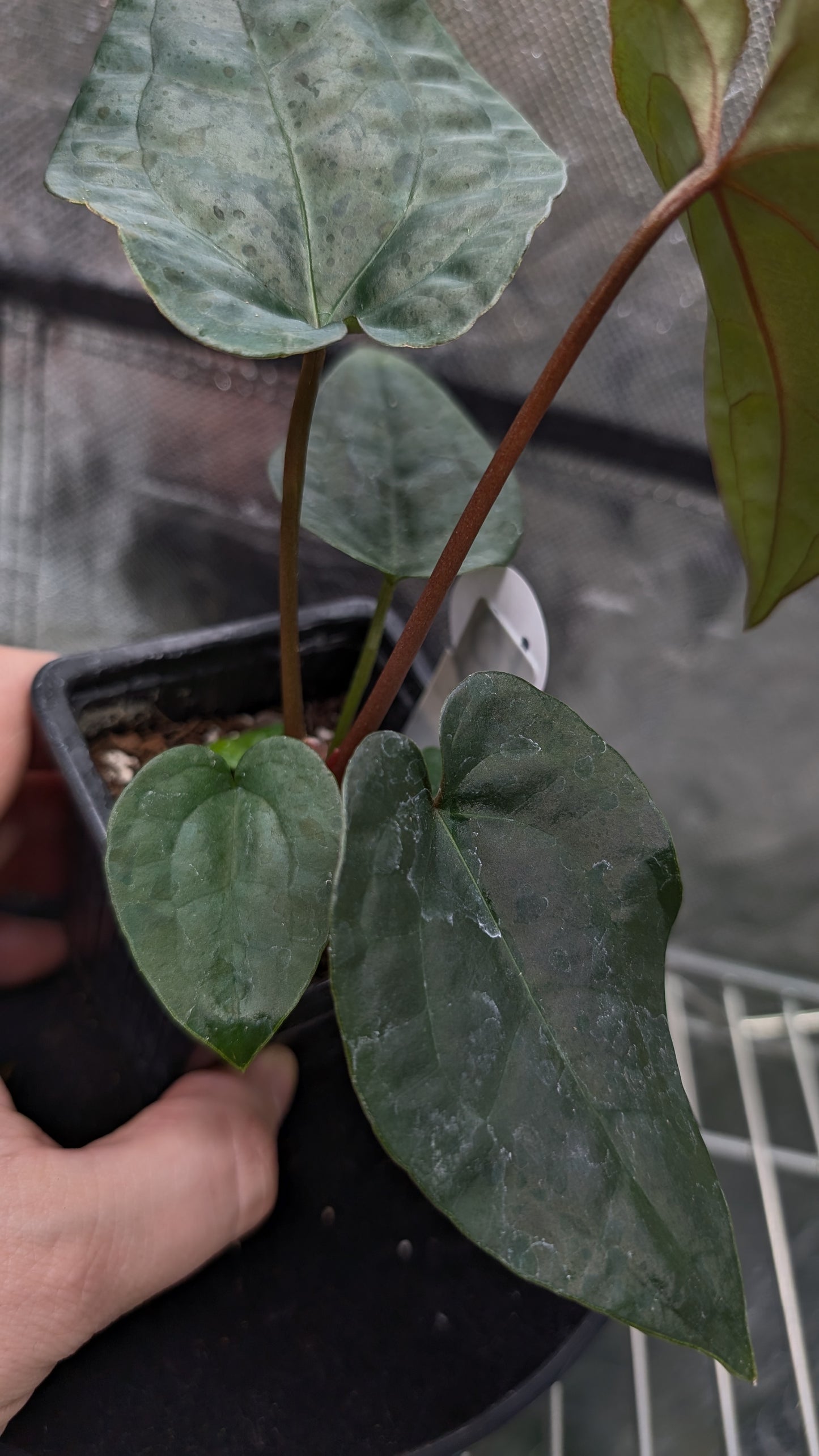 Anthurium 'Ace of Spagetii' x Luxurians